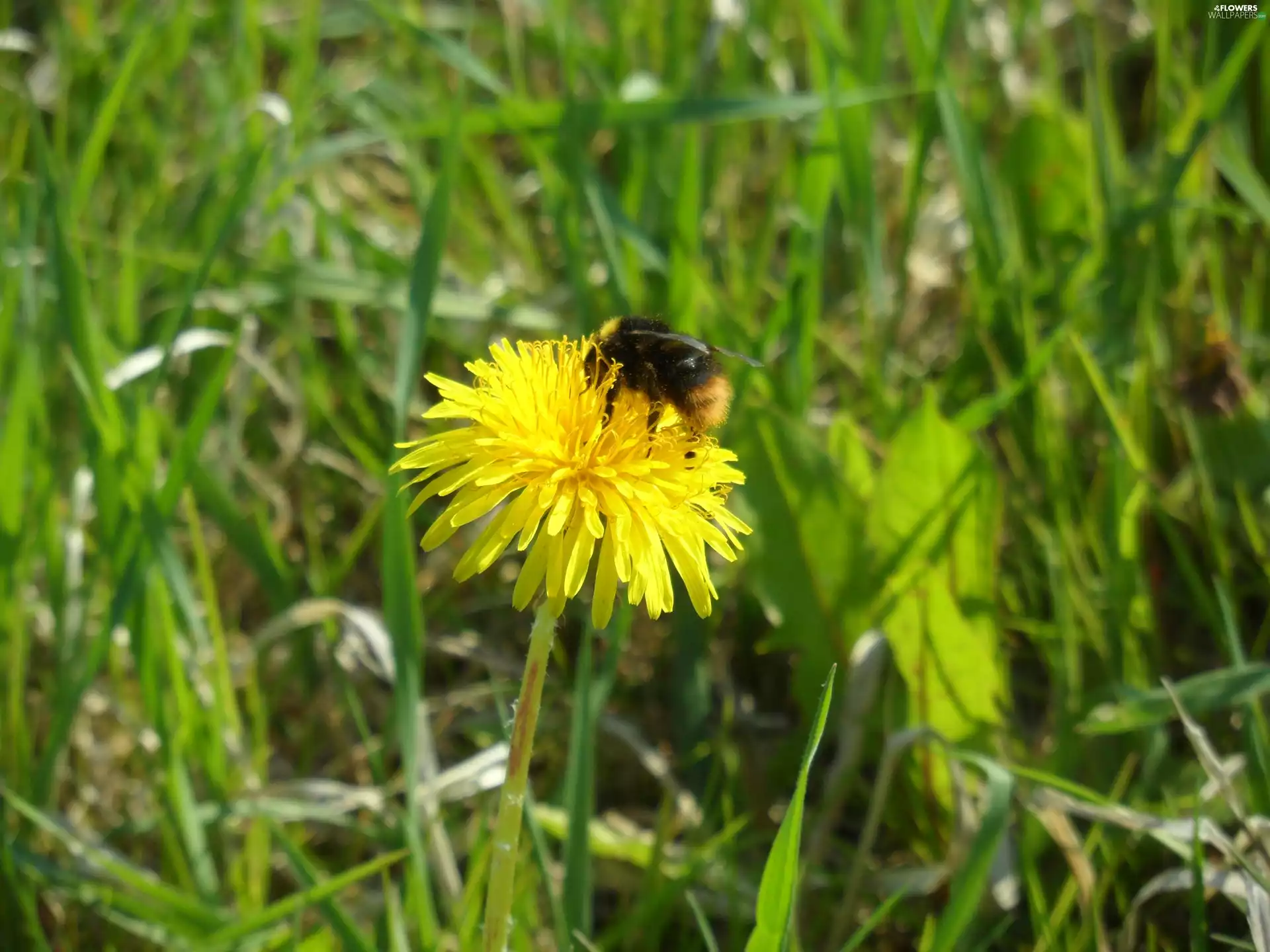 dumbledor, sow-thistle, grass