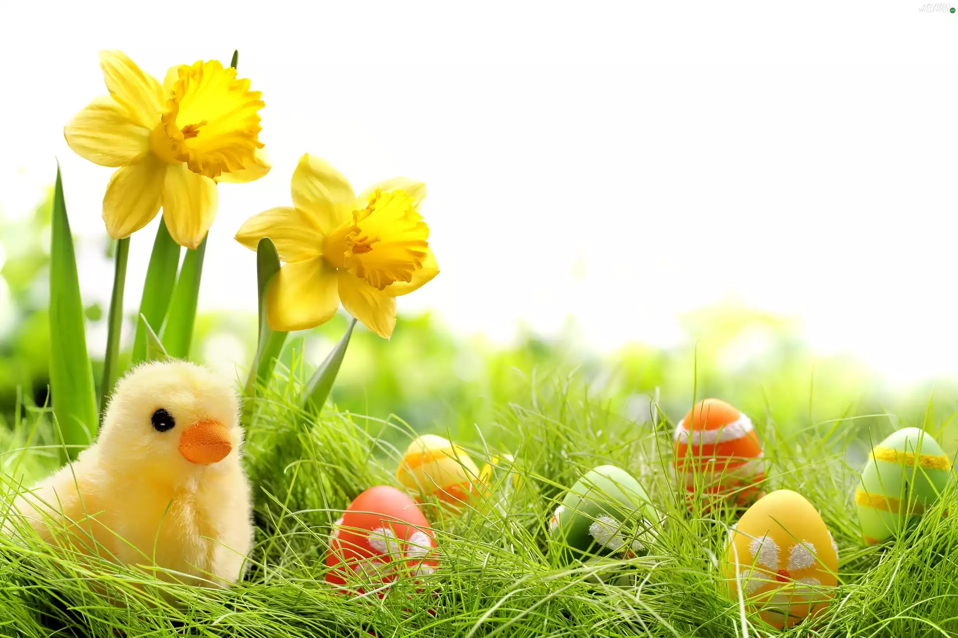eggs, composition, chicken, grass, Daffodils, Easter