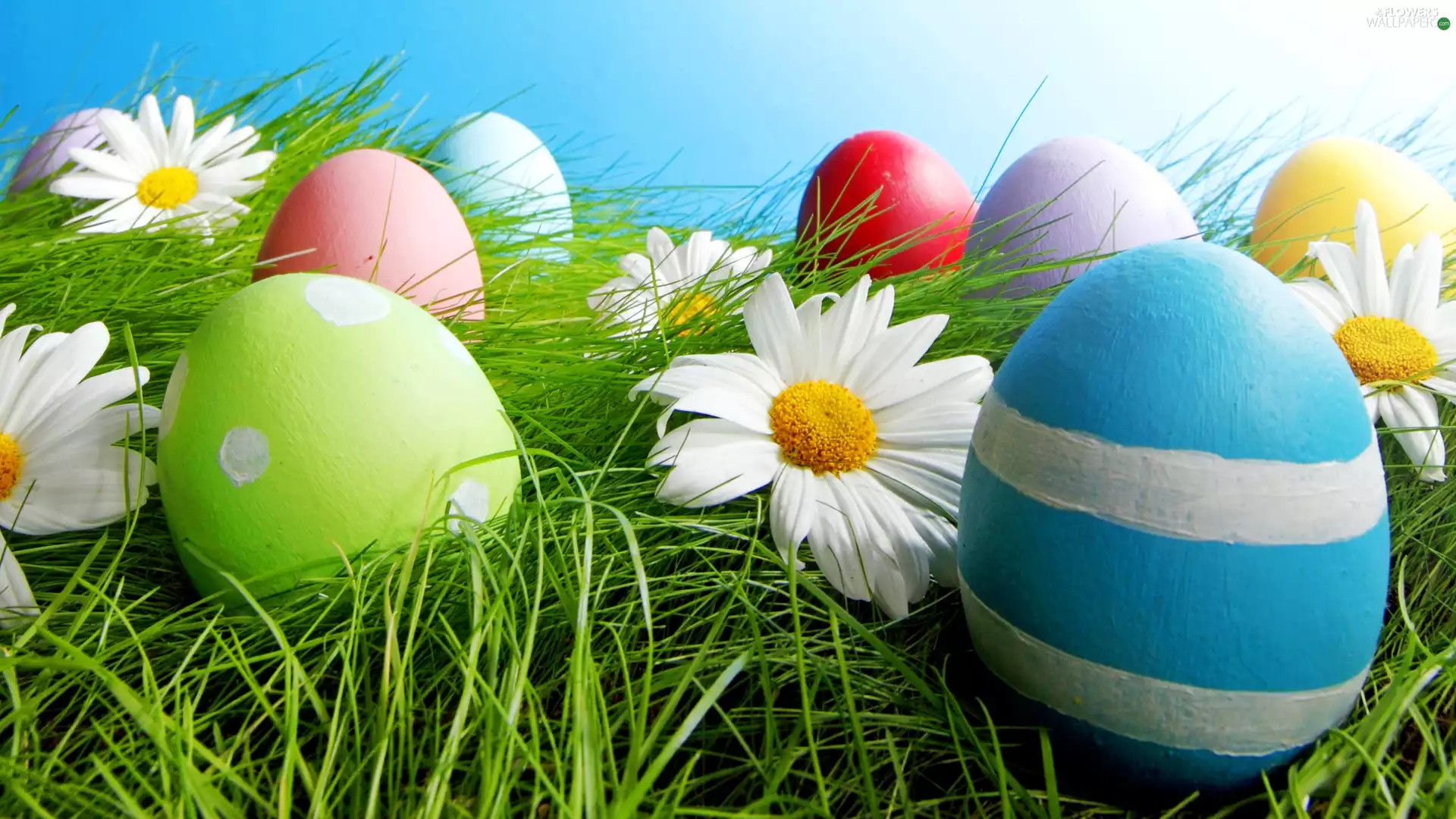 daisy, grass, Easter, eggs, composition