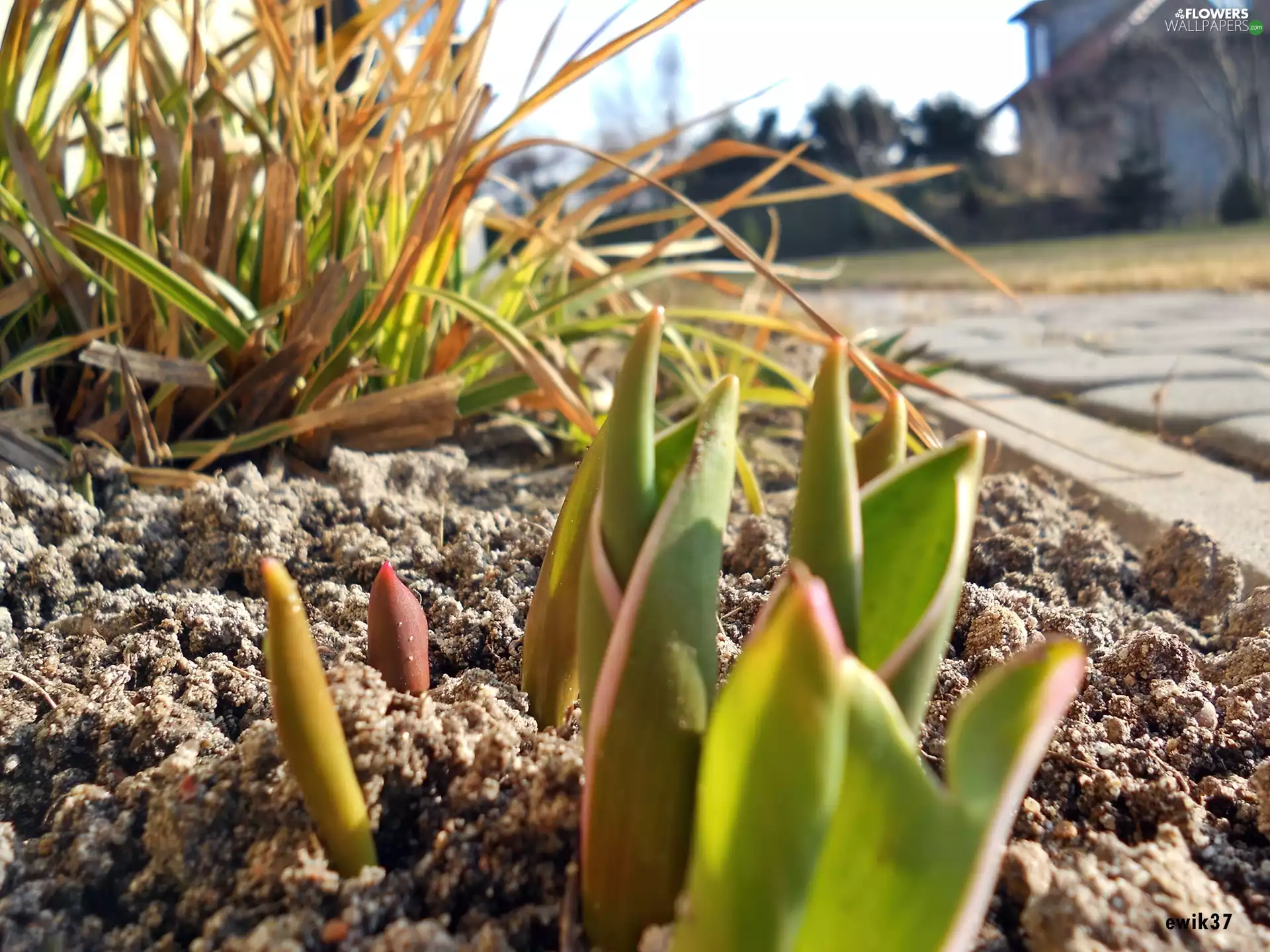 fancy, young, Tulips, grass