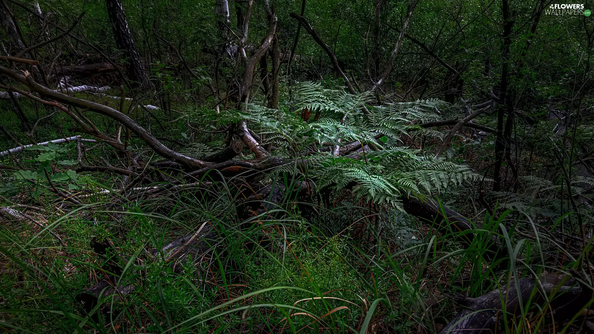 viewes, grass, Fern, trees, forest