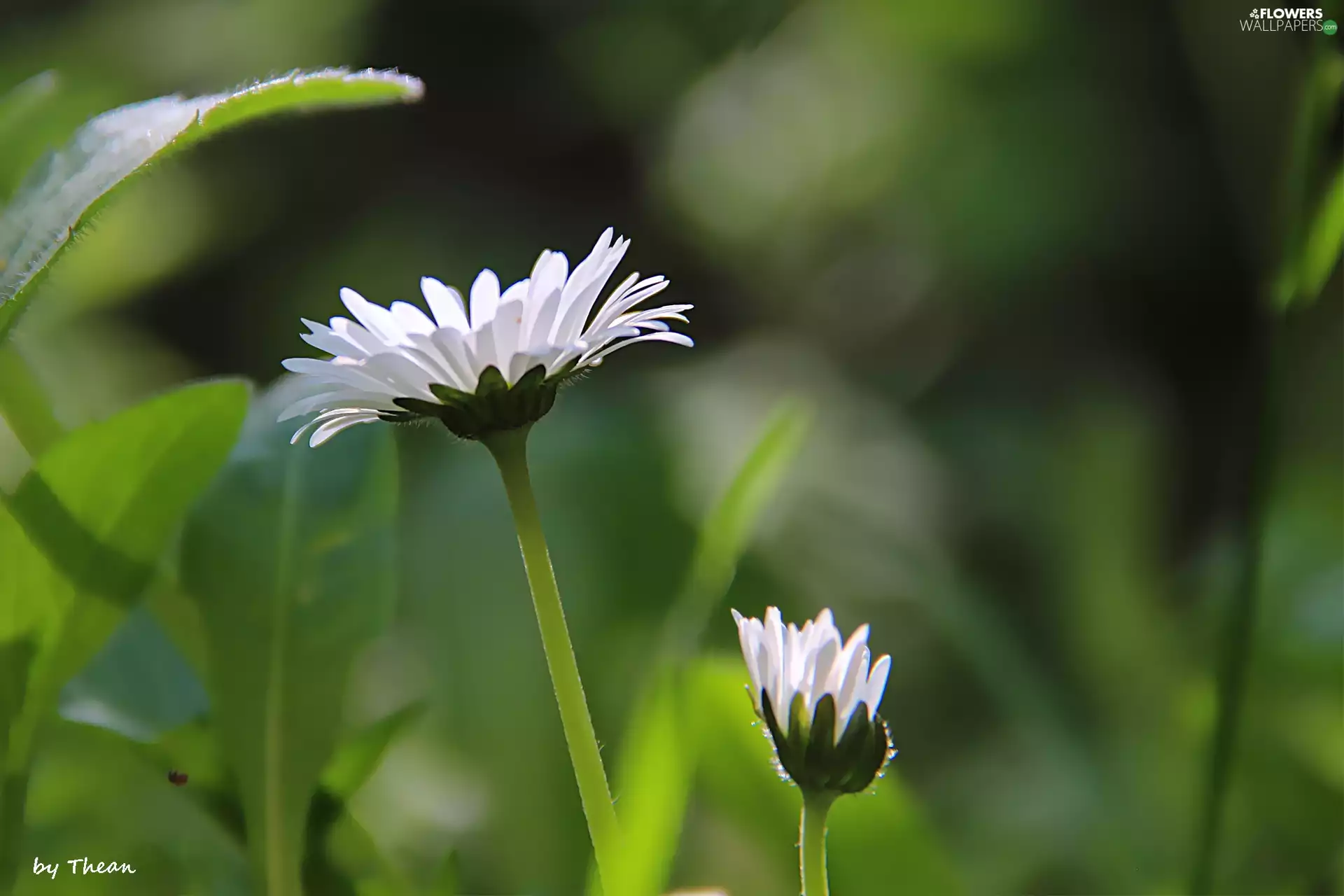 grass, daisies, flakes