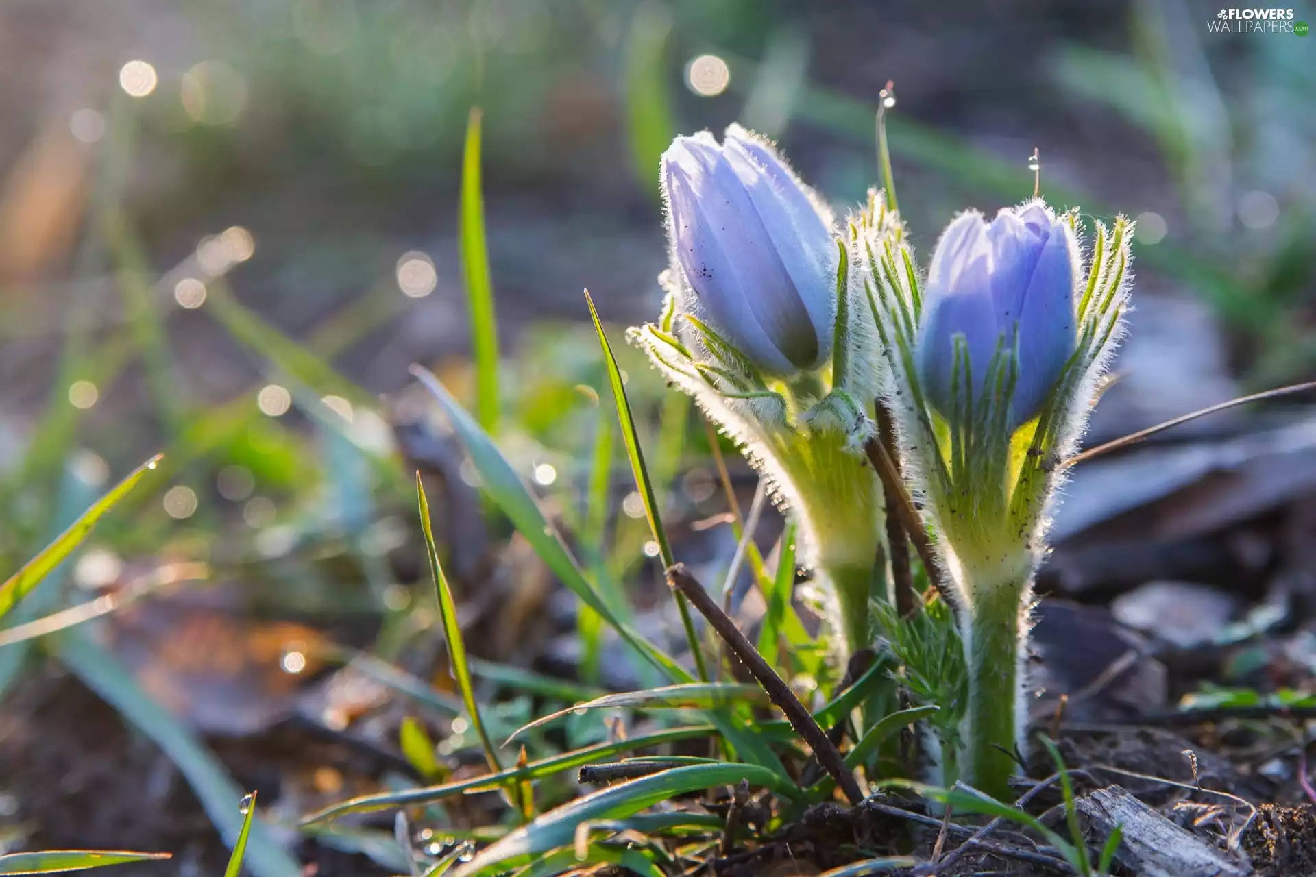 ligh, pasque, flash, grass, Flowers, sun, luminosity