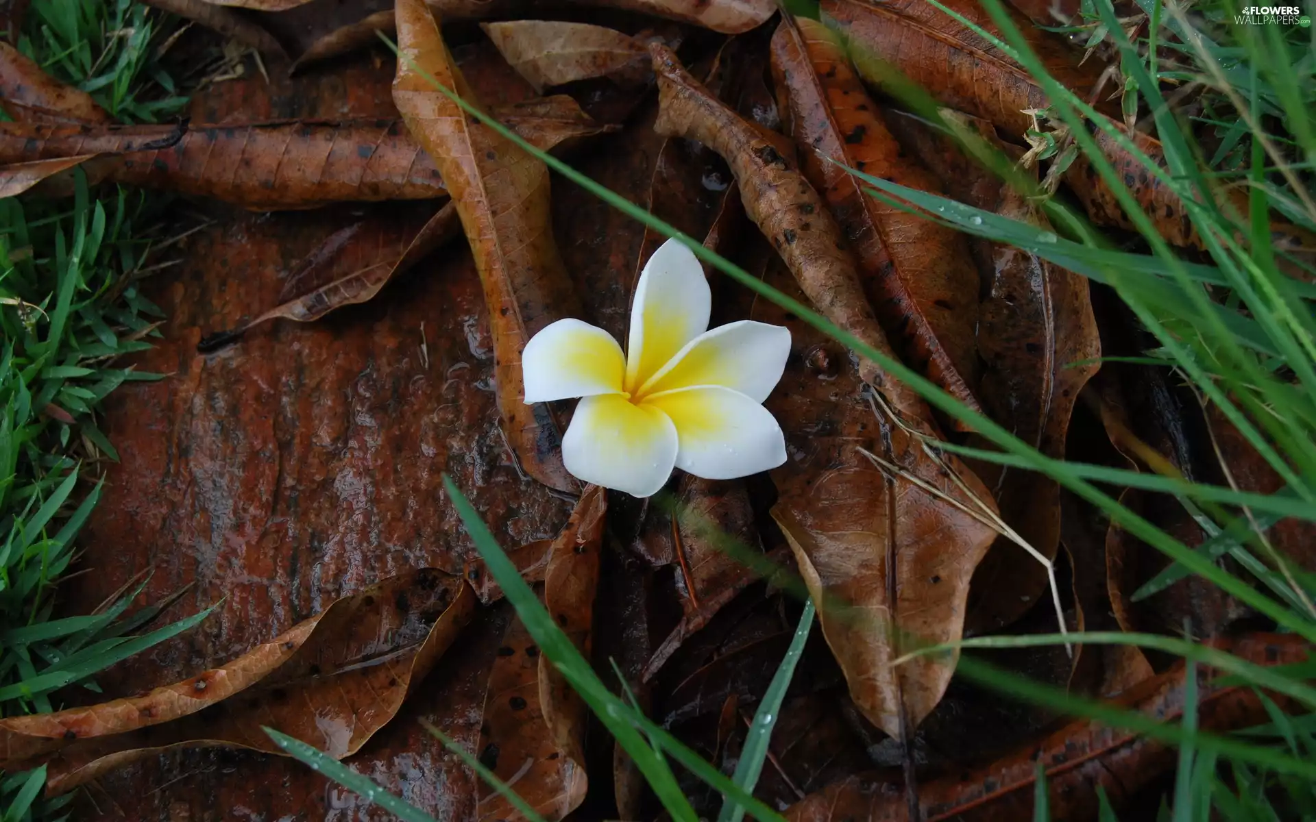 Leaf, grass, Flower, Autumn, Plumeria