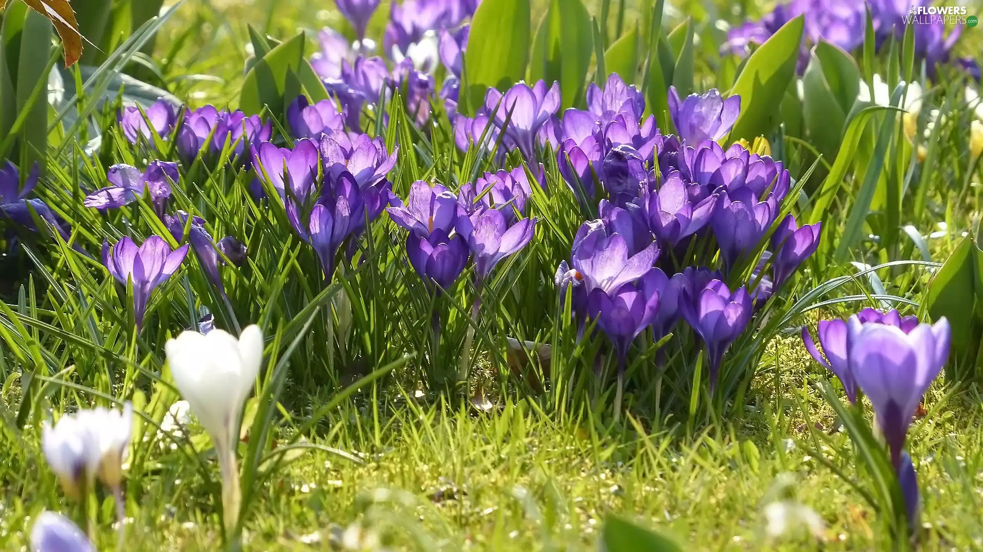 crocuses, grass, Flowers, purple, cluster
