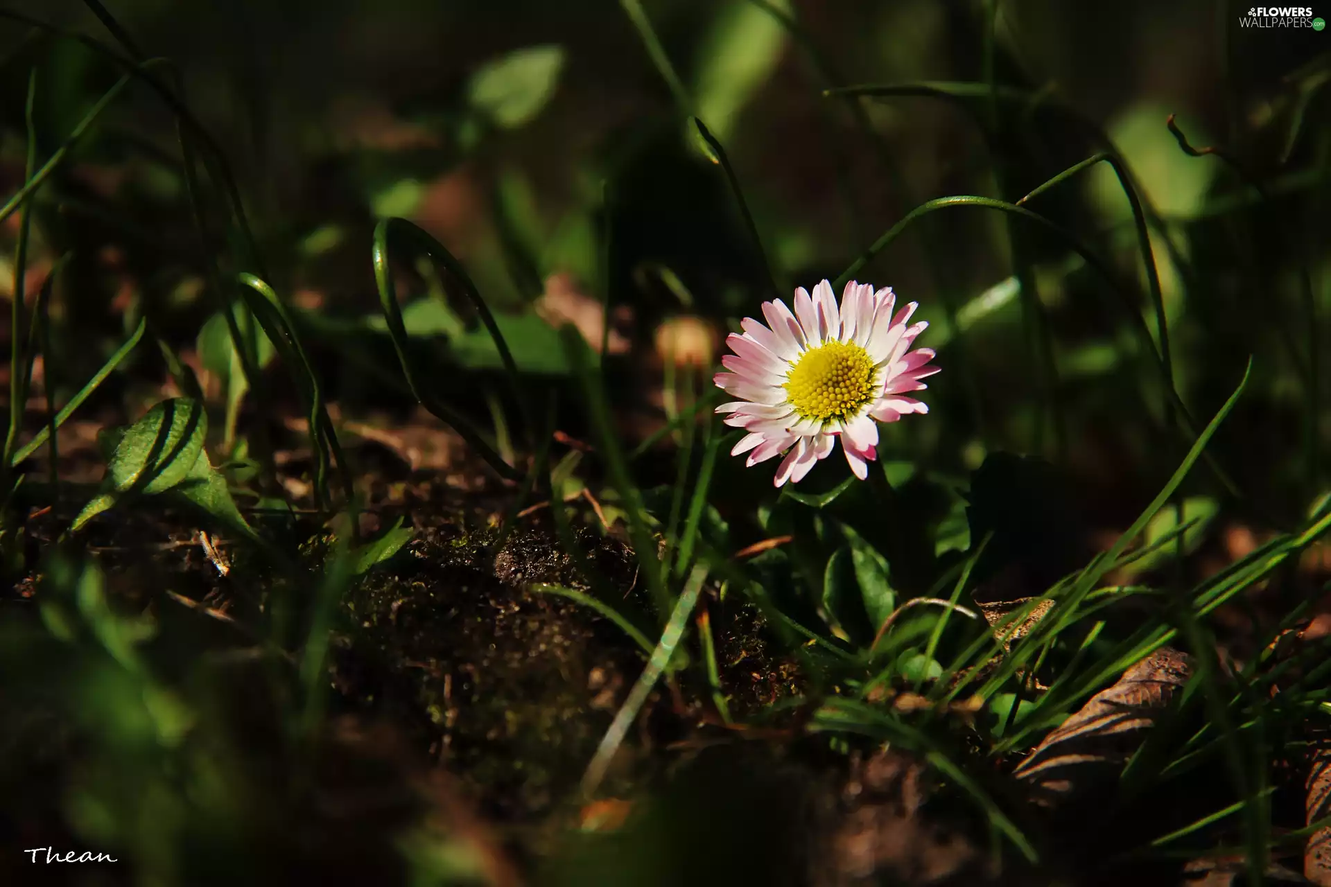 Colourfull Flowers, daisy, grass