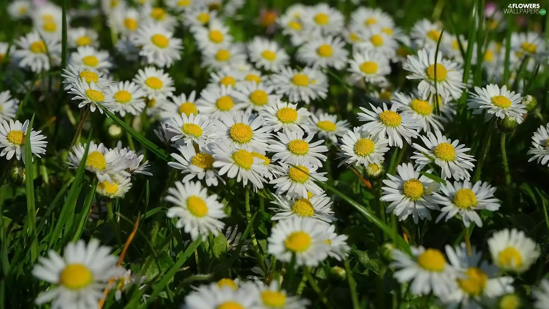 Flowers, White, daisies, grass