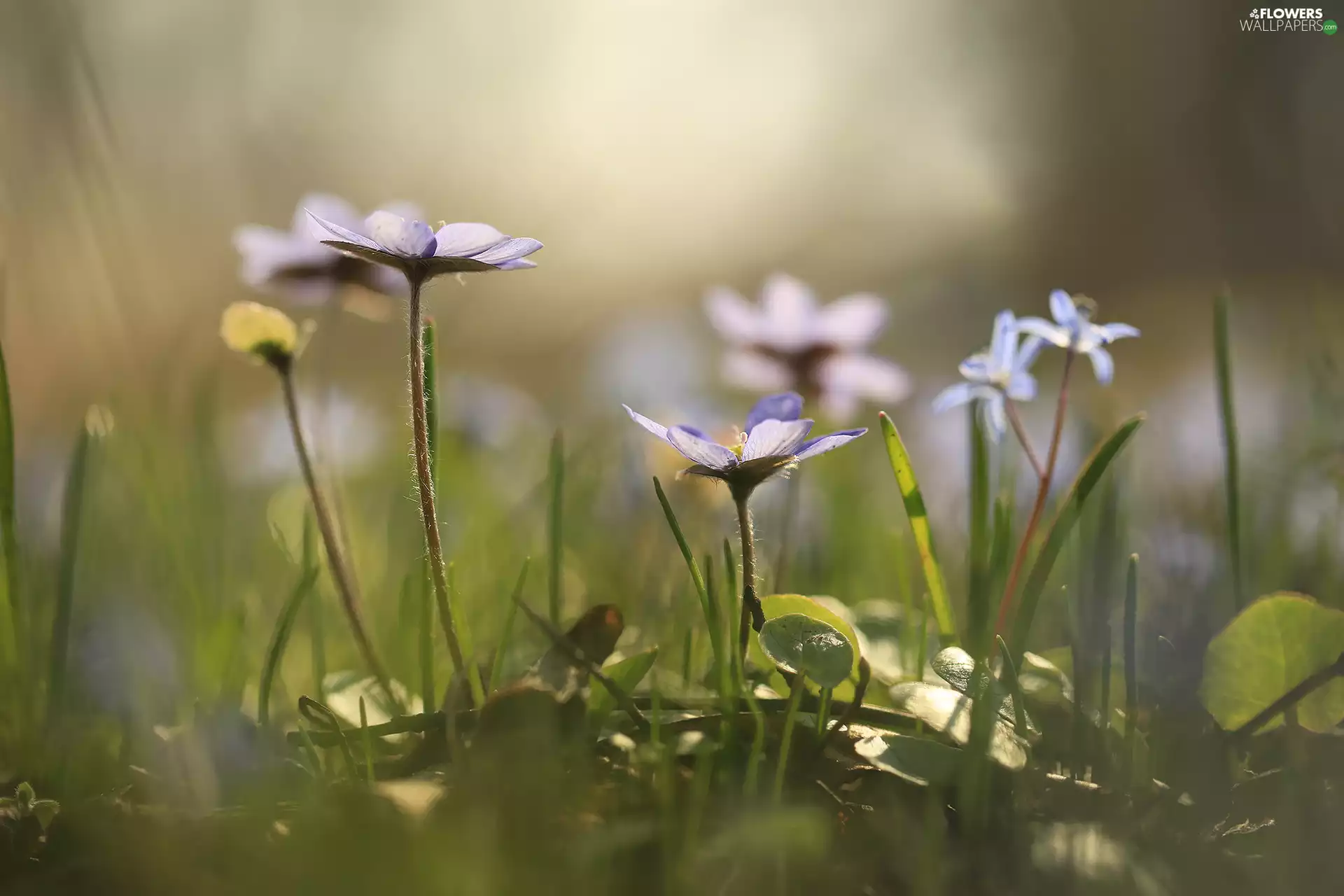 grass, Liverworts, Flowers