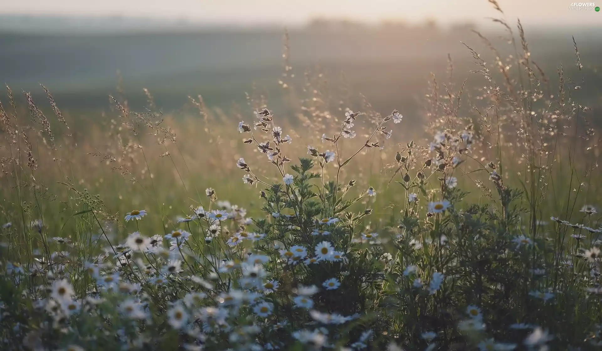 camomiles, grass, Flowers, Bladder, Meadow
