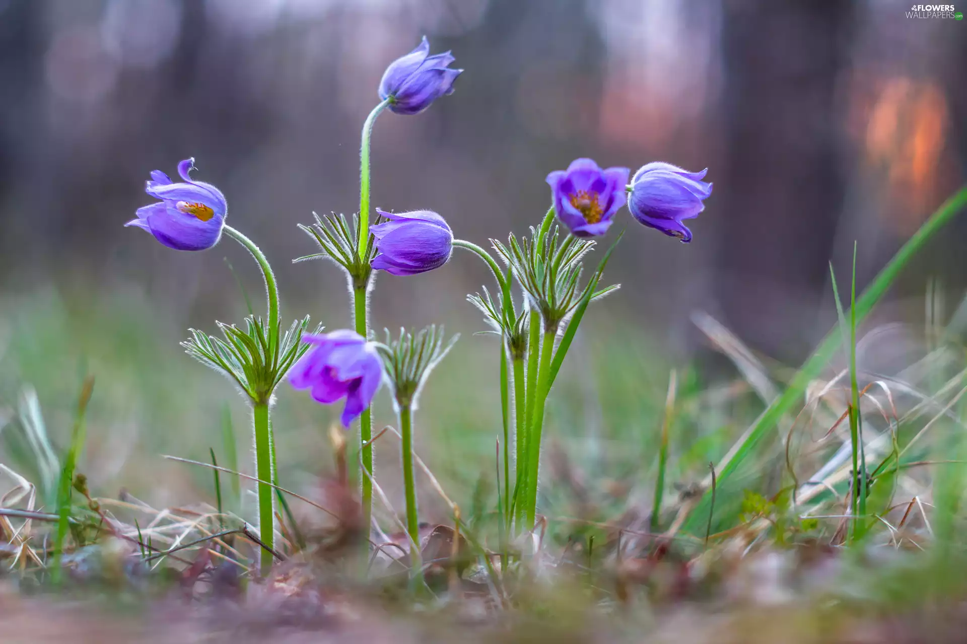 Flowers, purple, pasque, grass