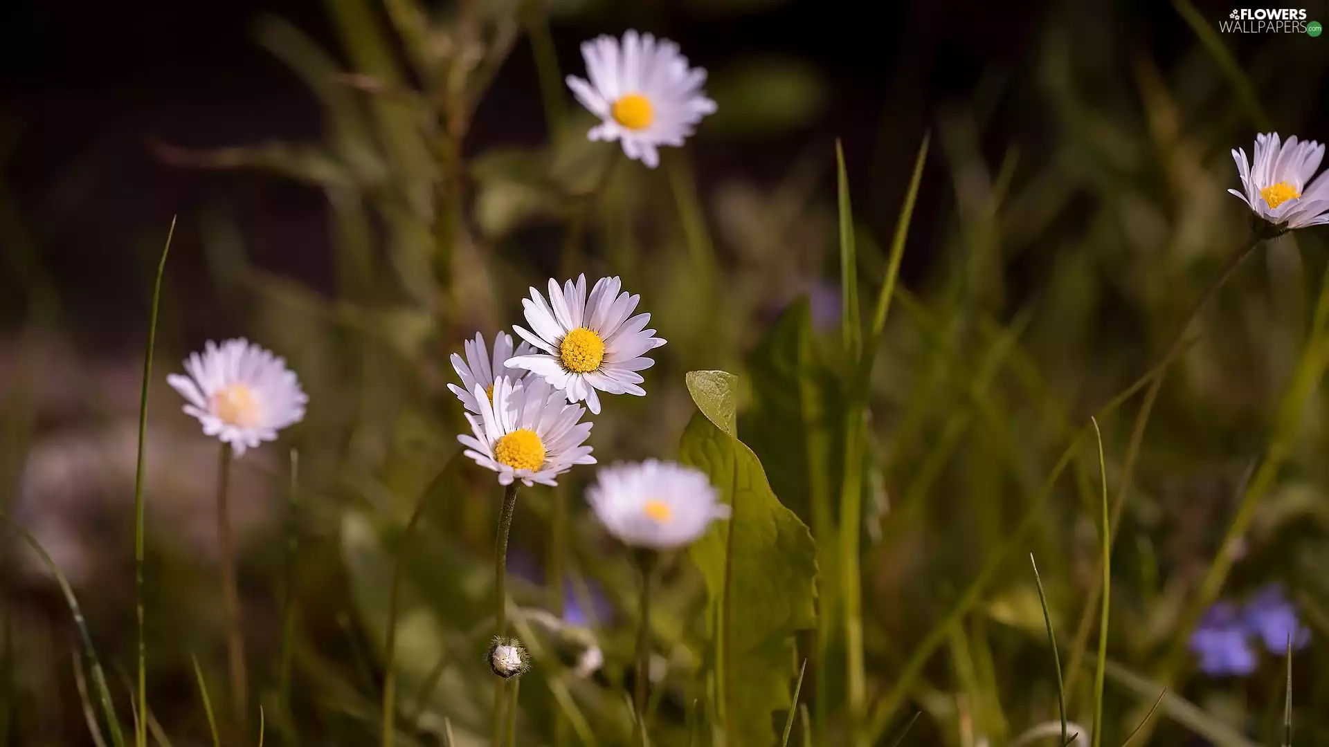 Flowers, daisies, rapprochement, grass