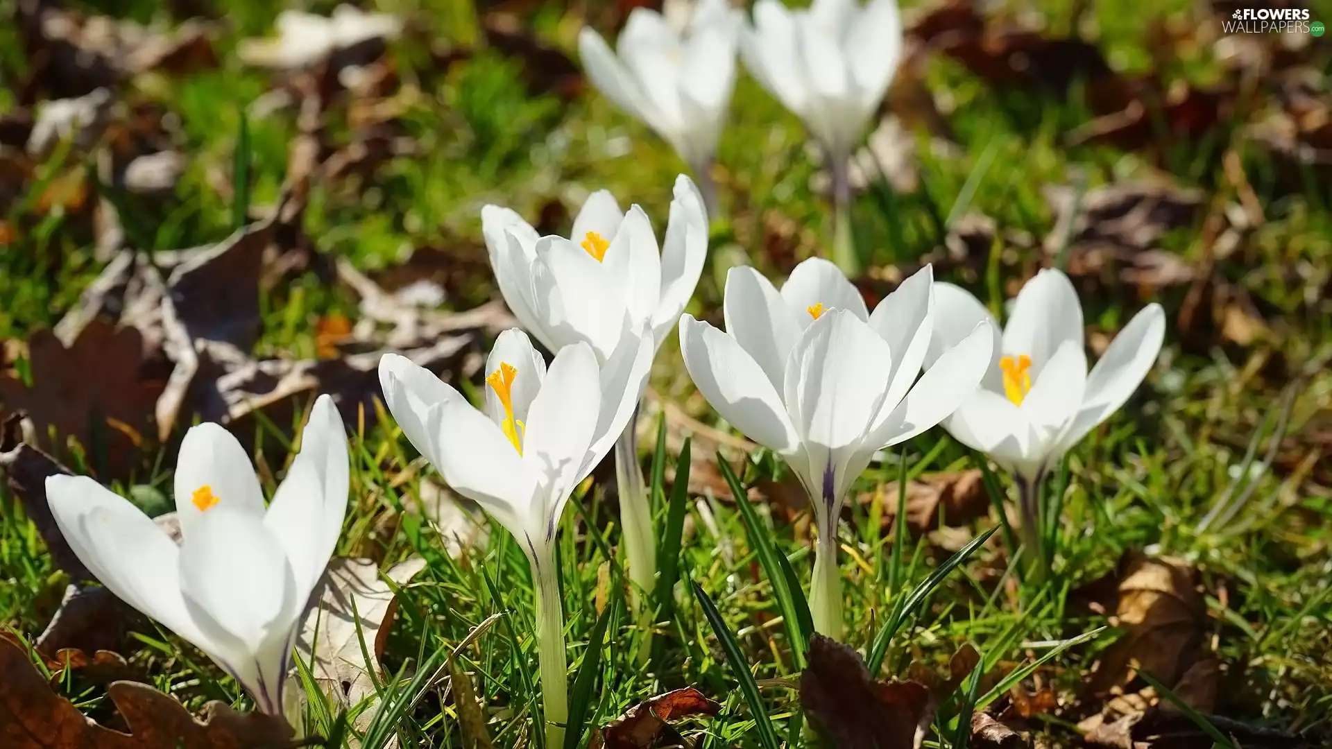 leaves, grass, Flowers, crocuses, White