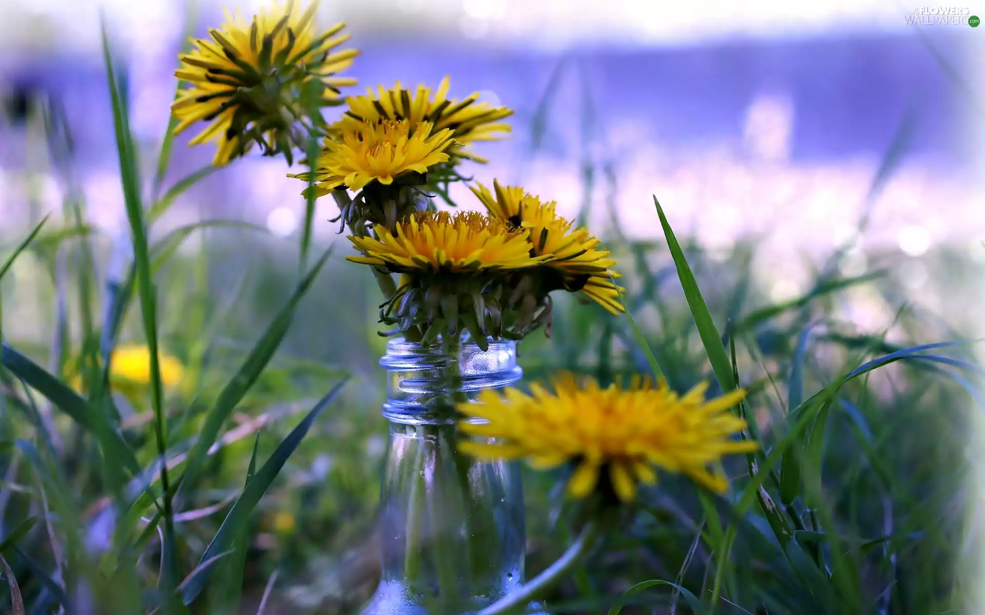 jar, grass, Flowers, puffball, Yellow