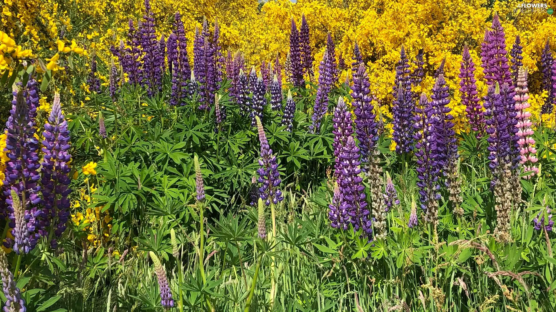lupine, grass, Flowers, Violet, Yellow