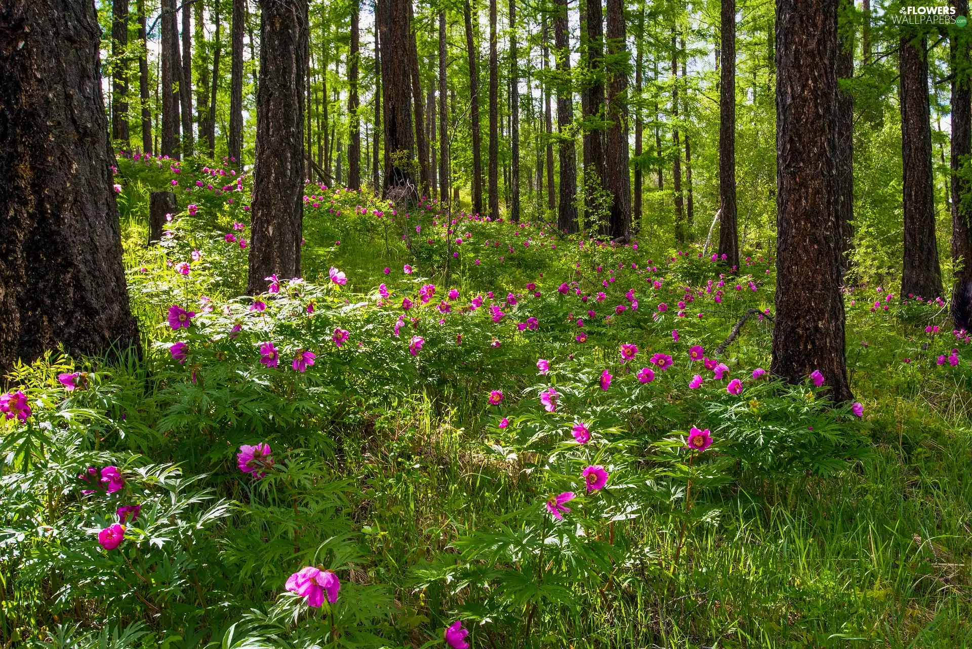 trees, Spring, Peonies, grass, viewes, forest