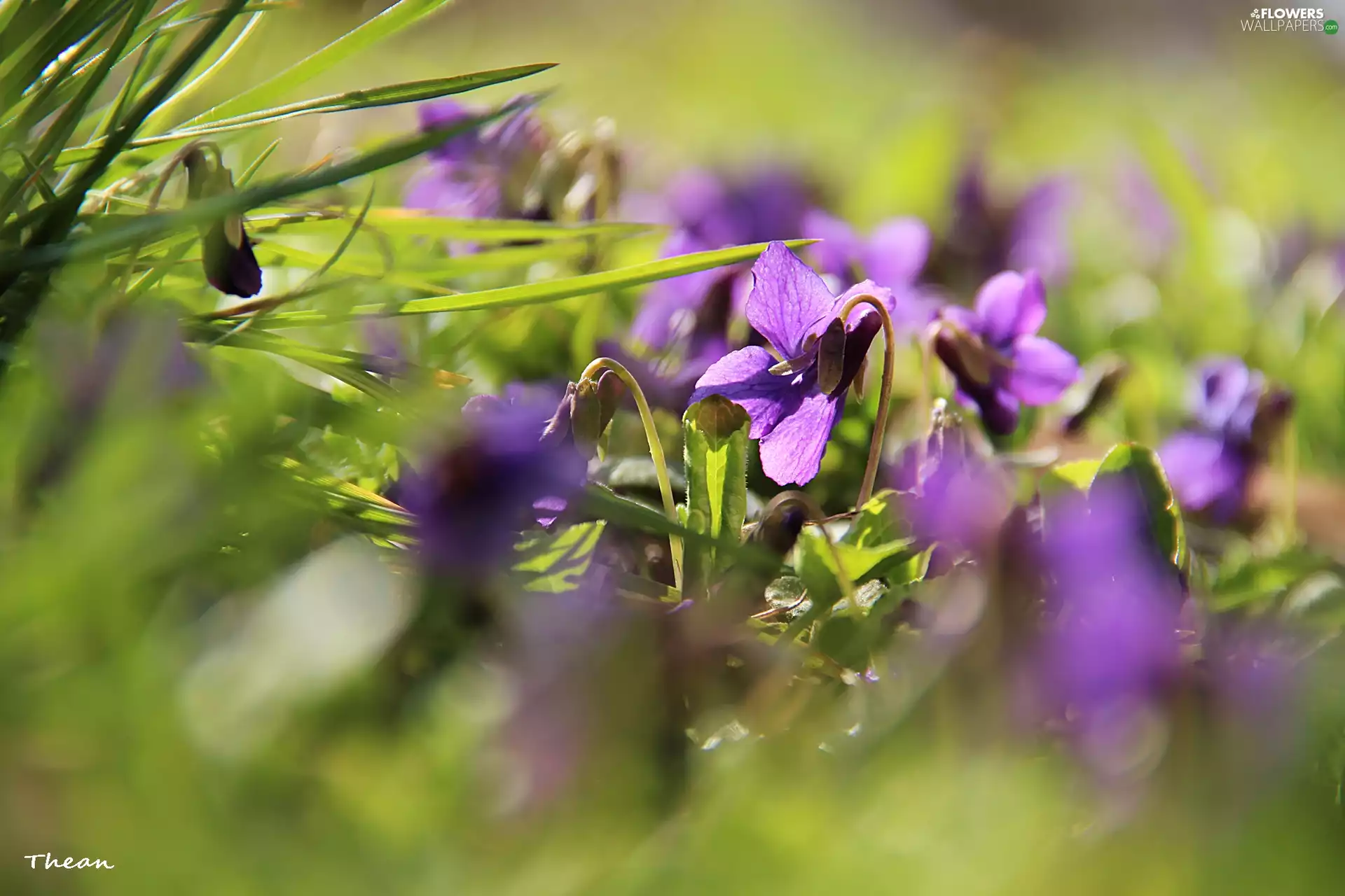 Spring, fragrant violets, grass