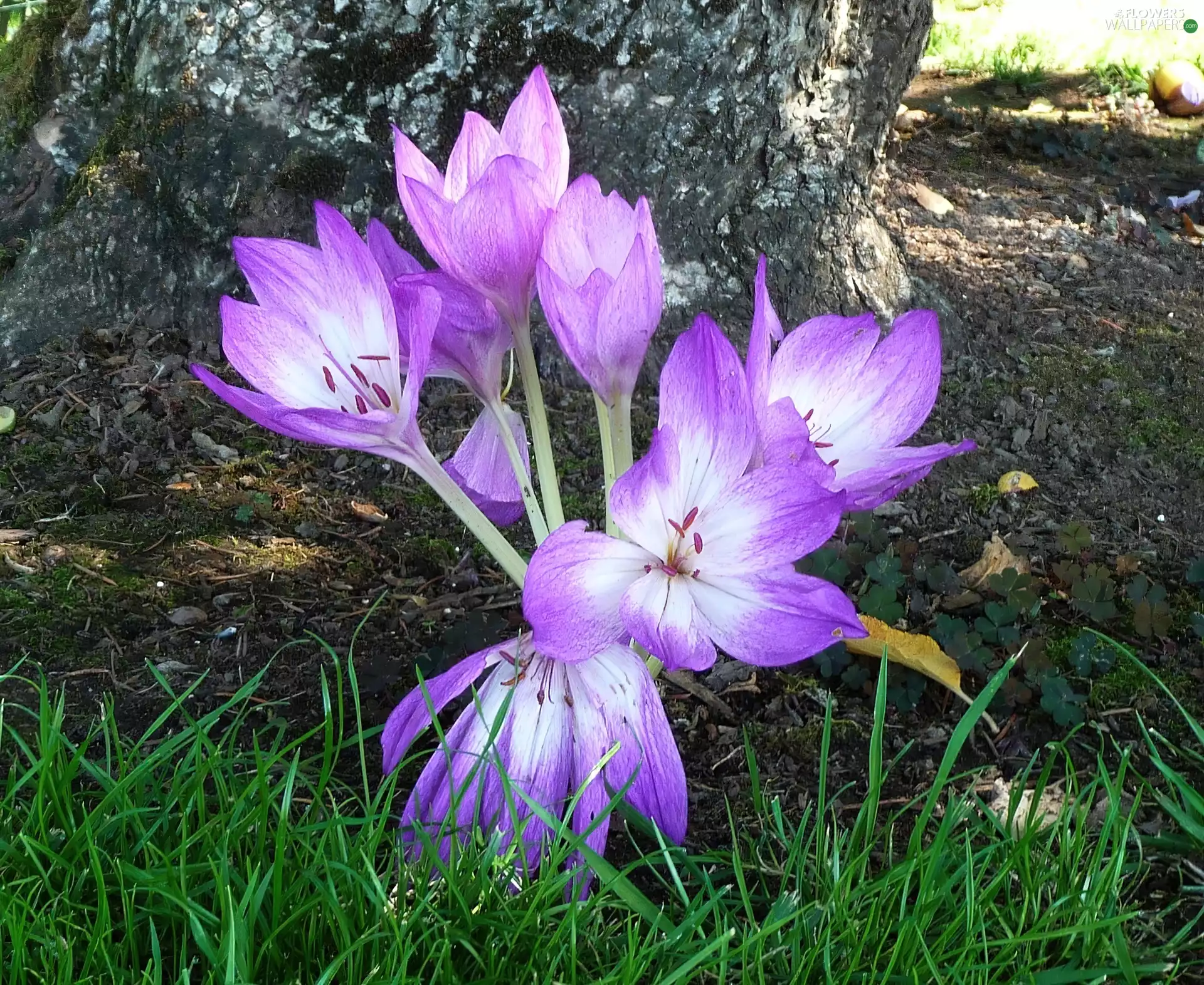 grass, colchicum, Green