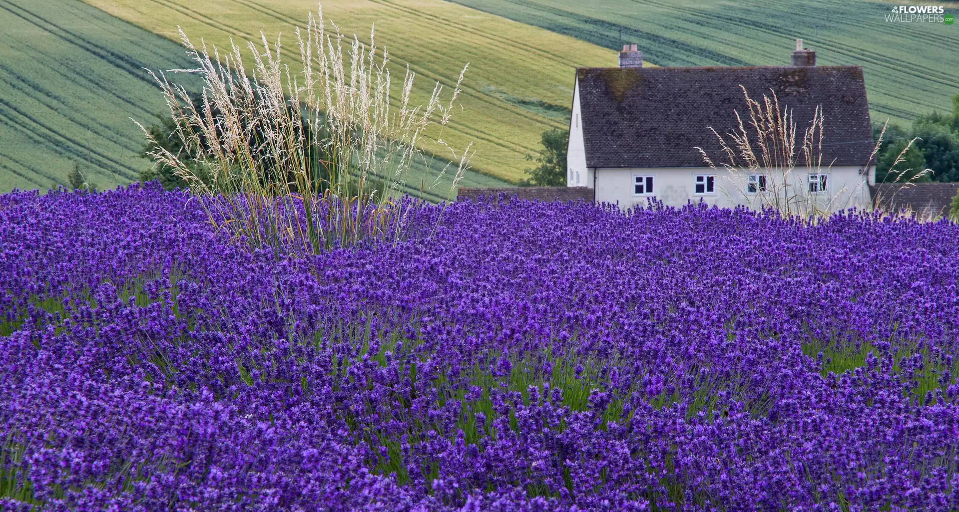 dry, grass, house, lavender, field