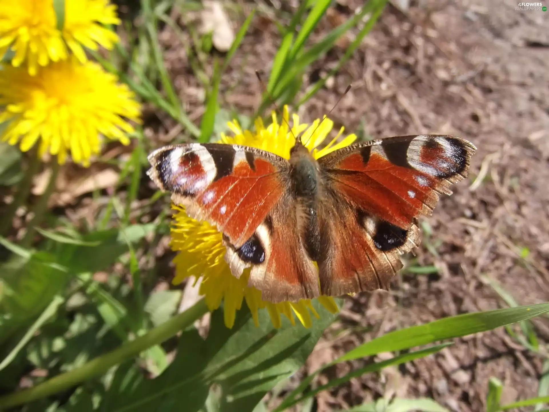 medical, grass, io, puffball, undine