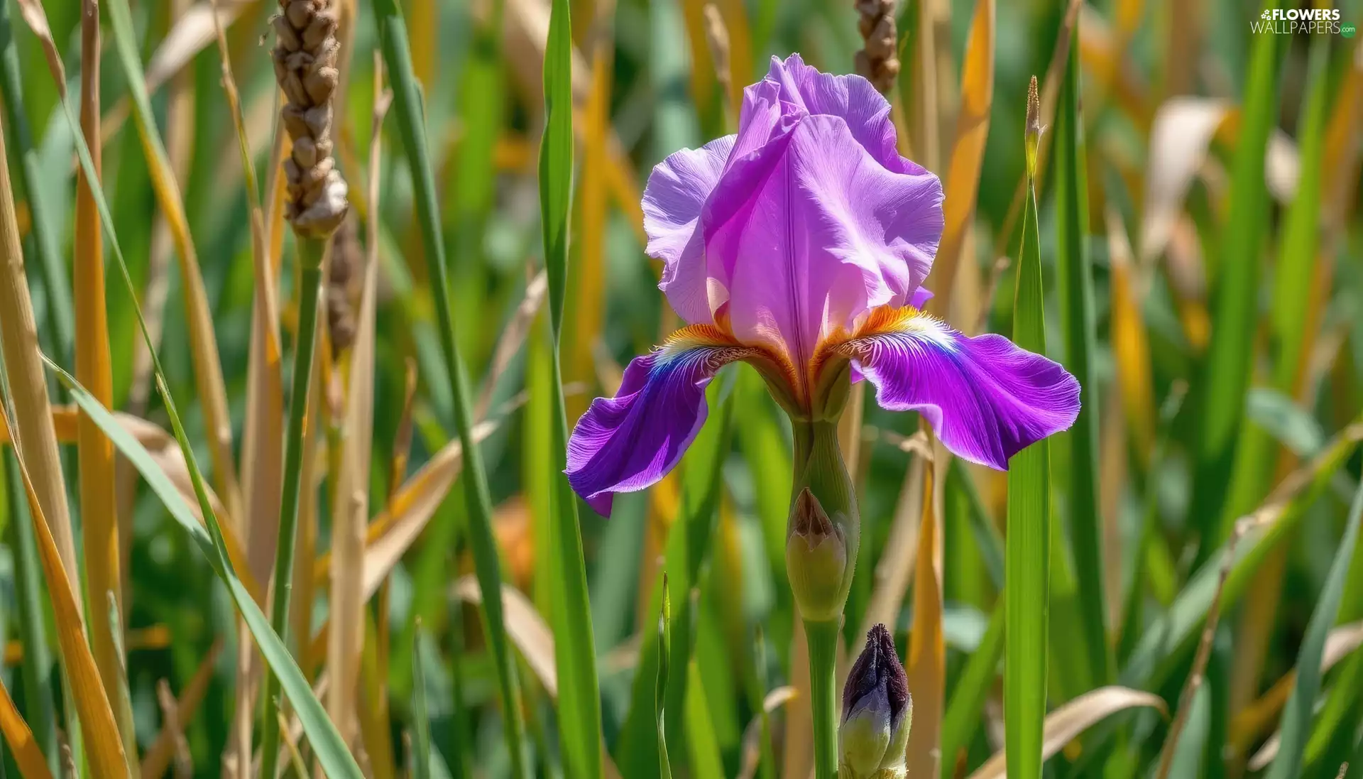 grass, Violet, iris