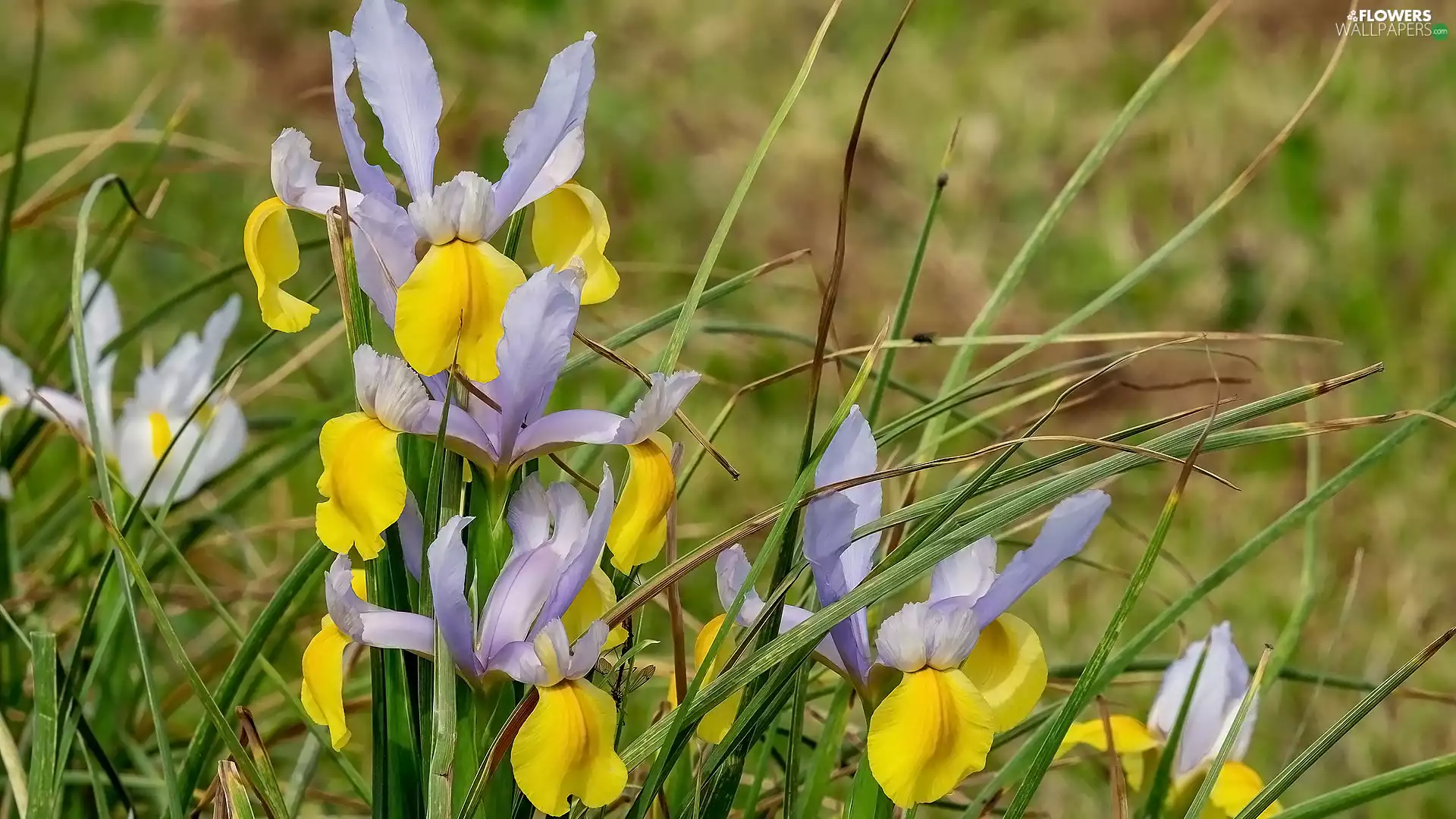 grass, Flowers, Irises