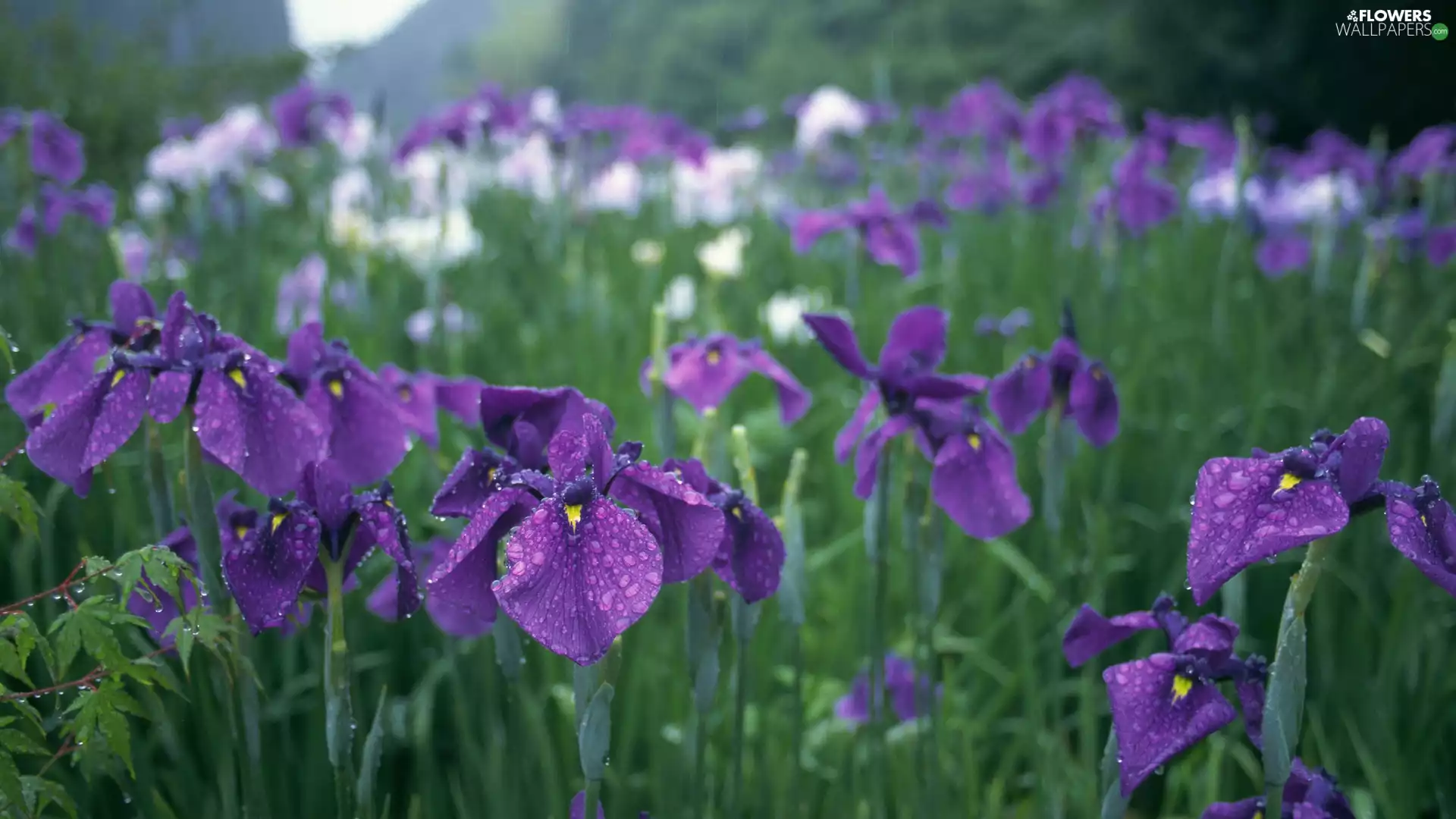 grass, purple, Irises