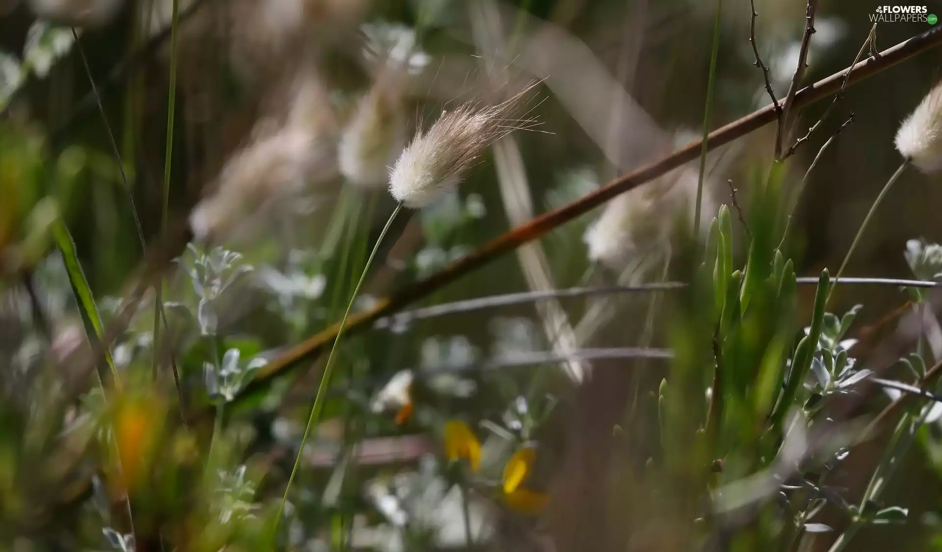 Lagurus Ovatus, Plants, grass