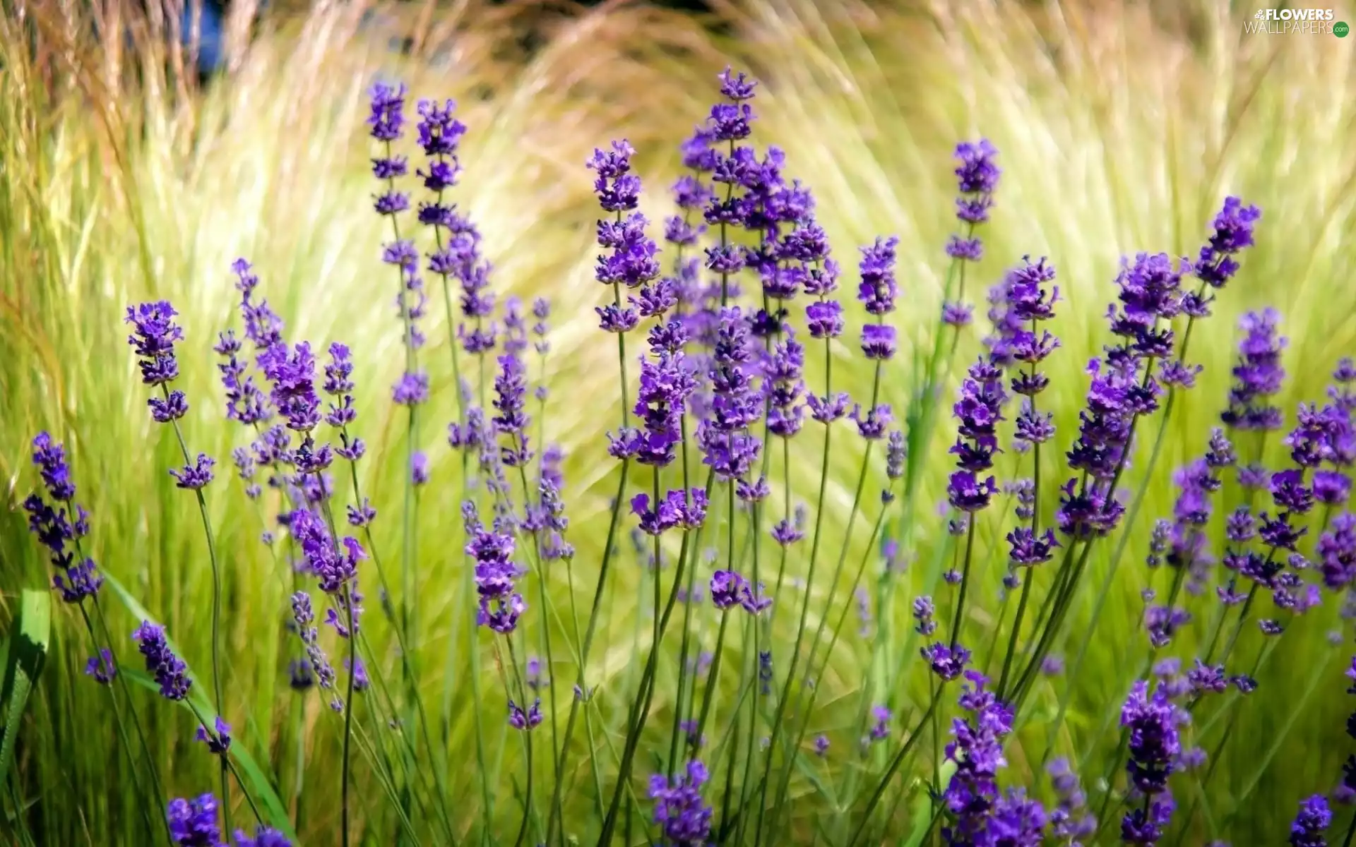 grass, Flowers, lavender