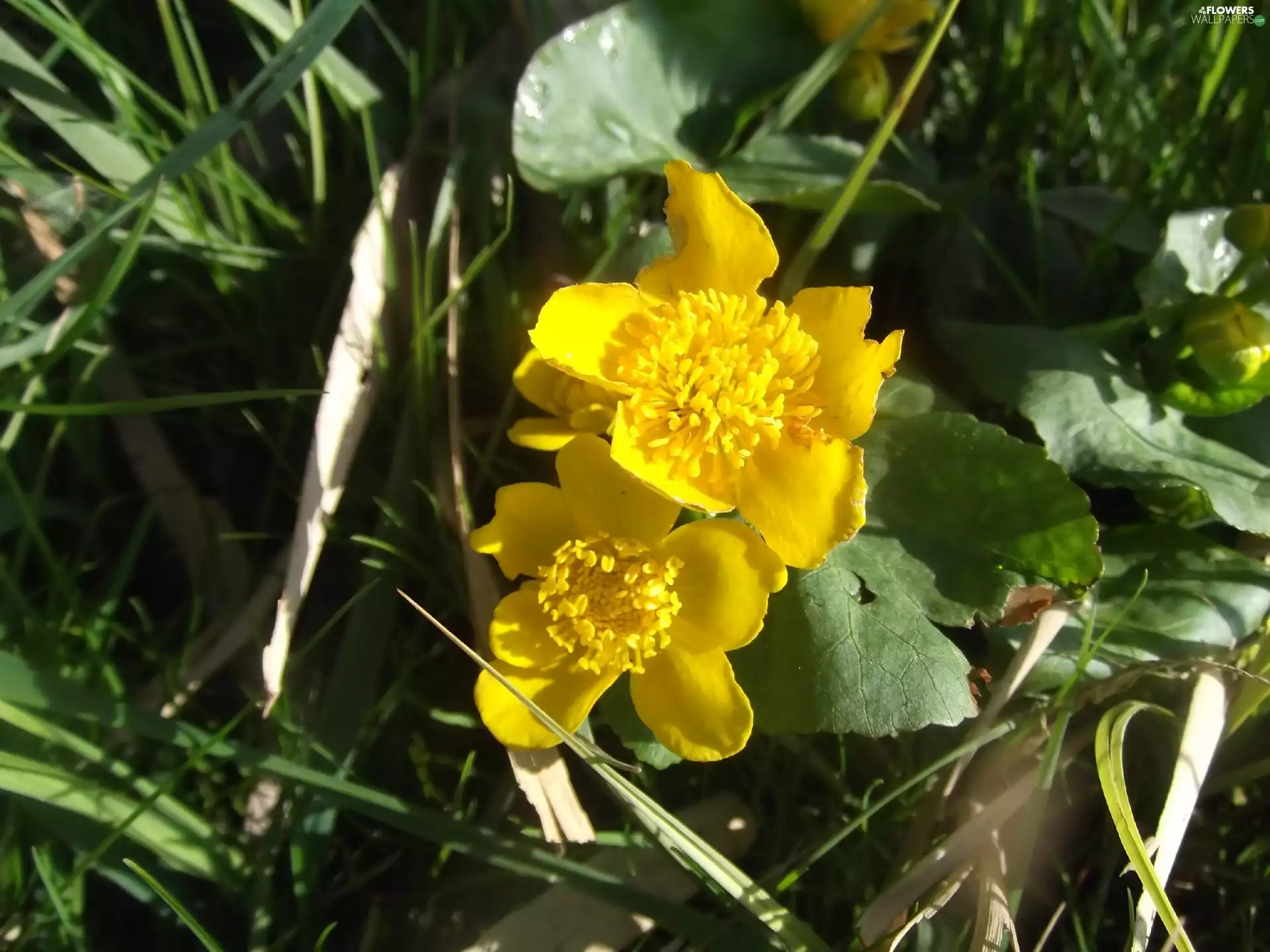 grass, buttercup, Leaf