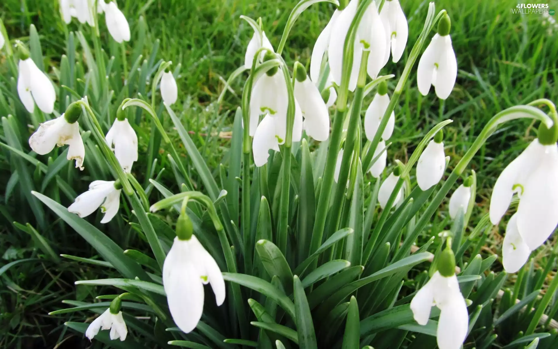 grass, snowdrops, leaves