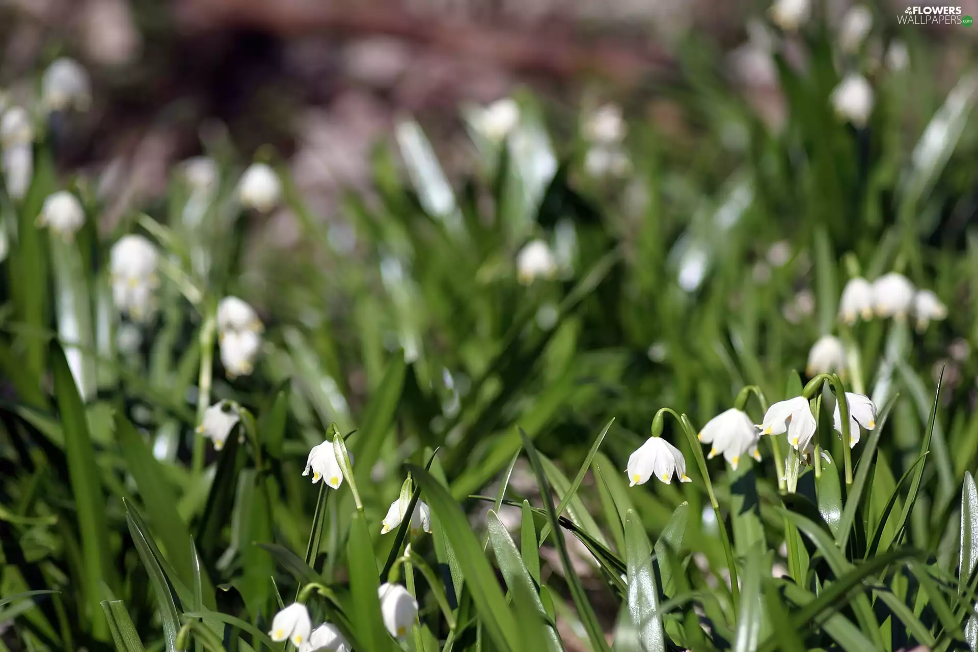 Leucojum, grass