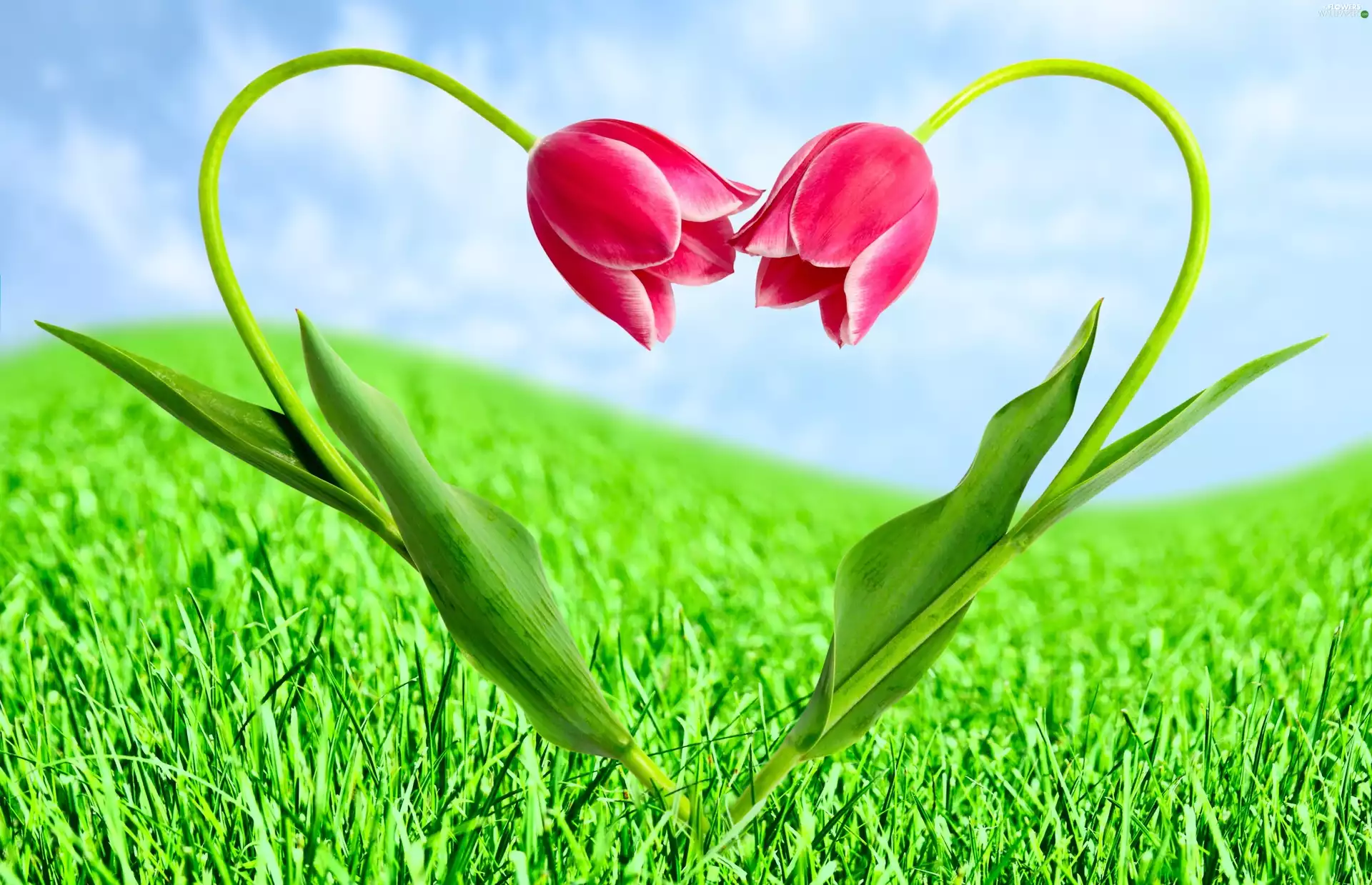 Tulips, grass, Love things, Heart