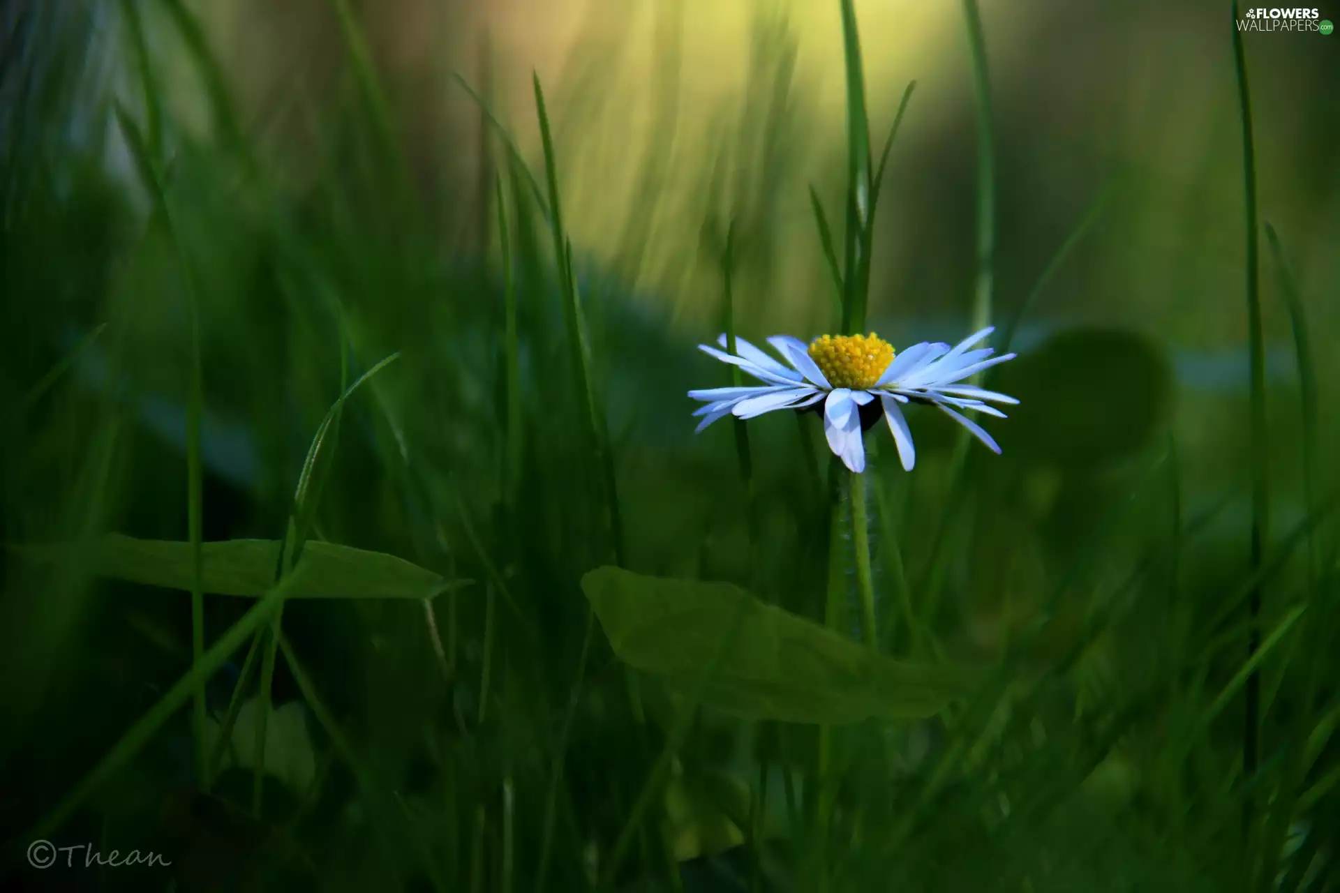 daisy, grass