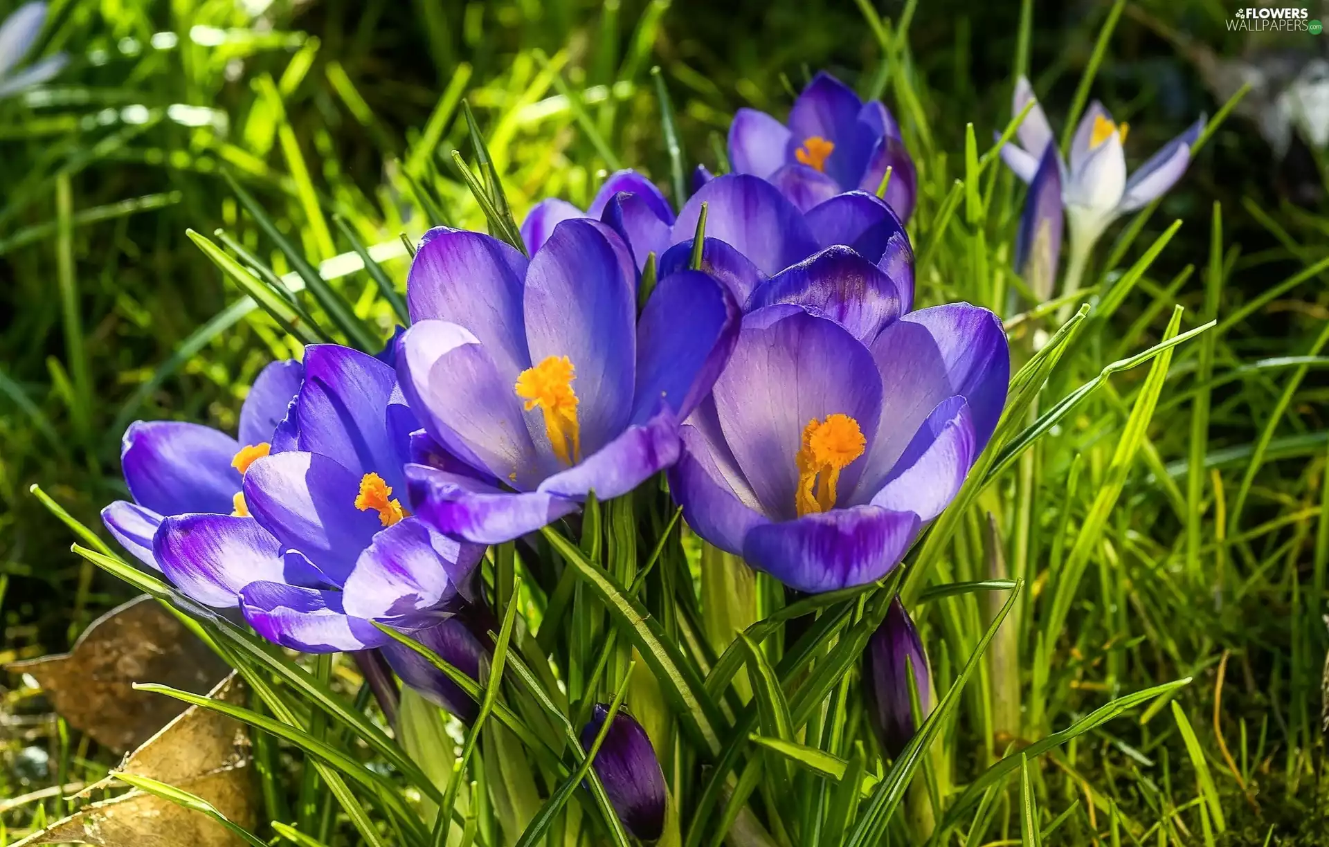 grass, crocuses, Meadow