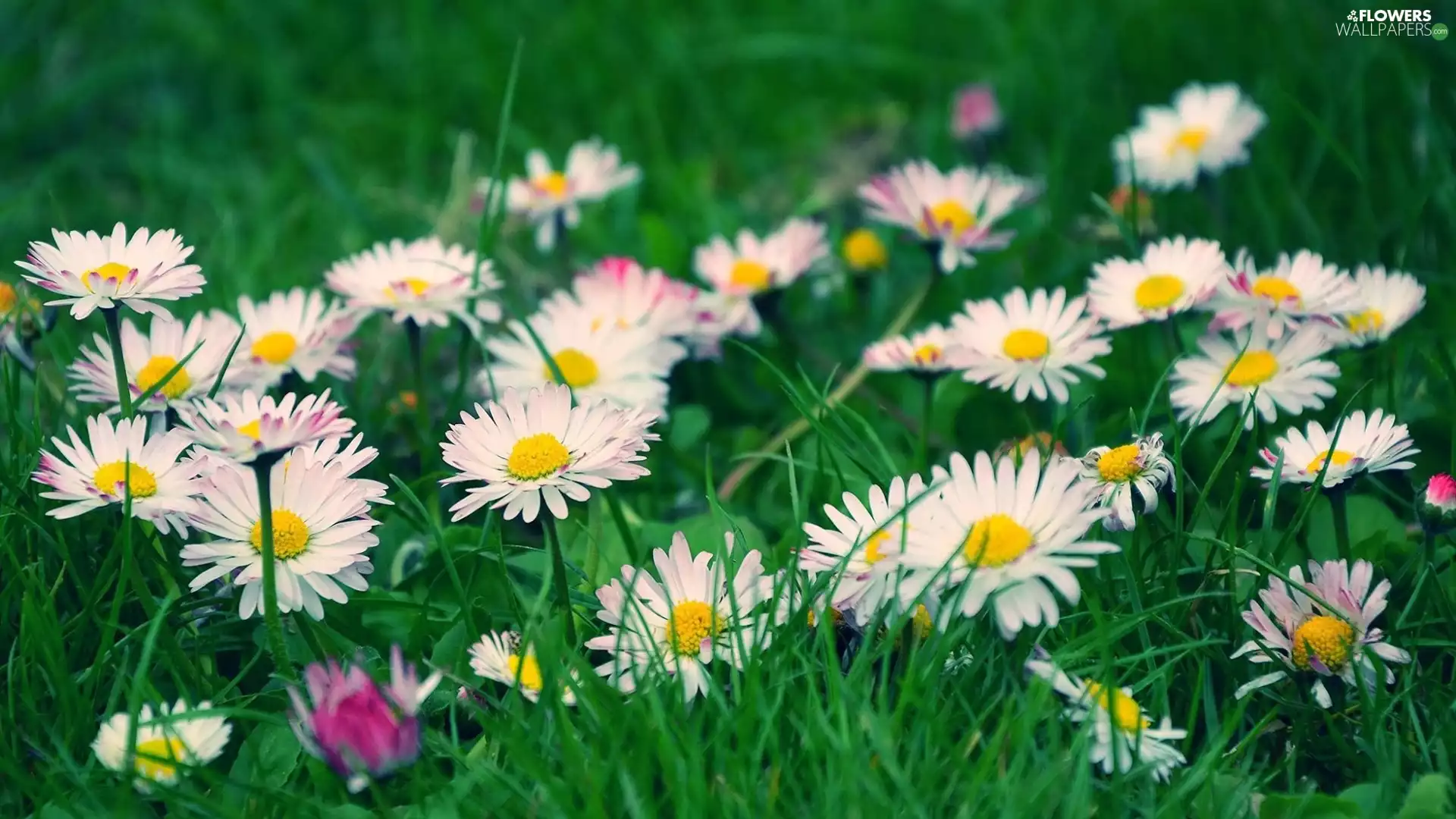 grass, daisies, Meadow