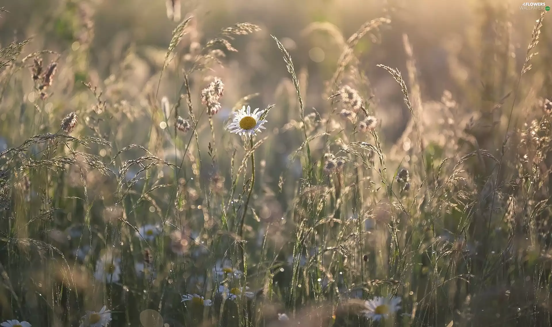 Meadow, Flowers, daisies, grass