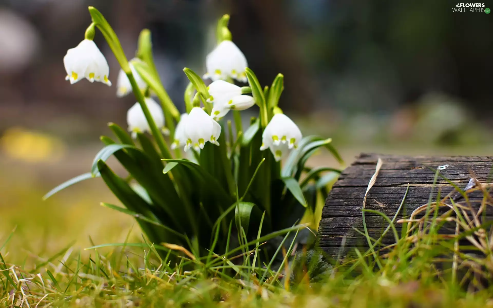 grass, Leucojum, Meadow