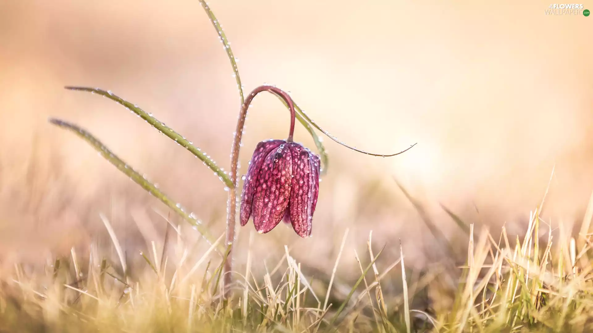 Colourfull Flowers, drops, grass, Fritillaria meleagris