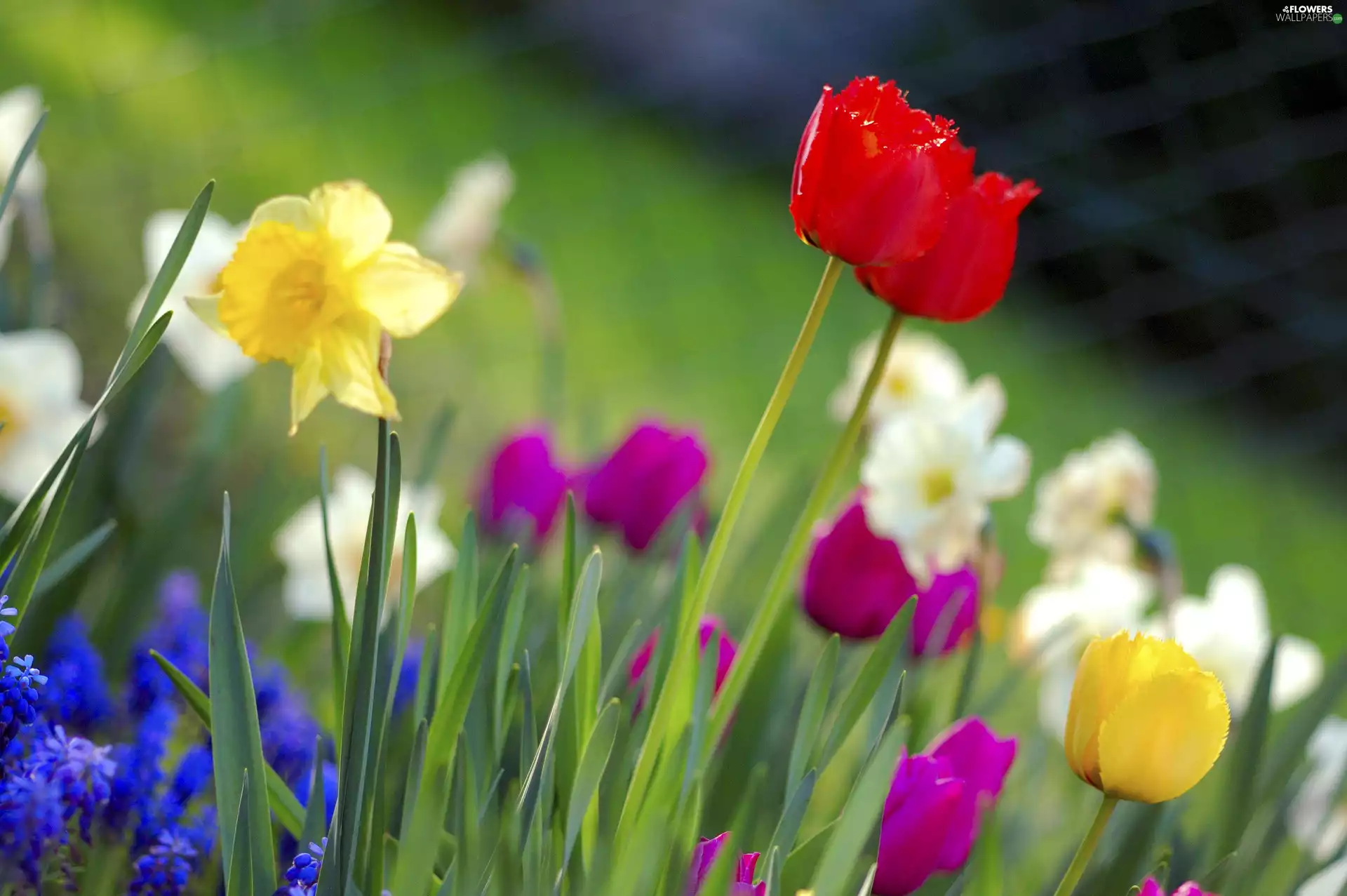 grass, Tulips, narcissus