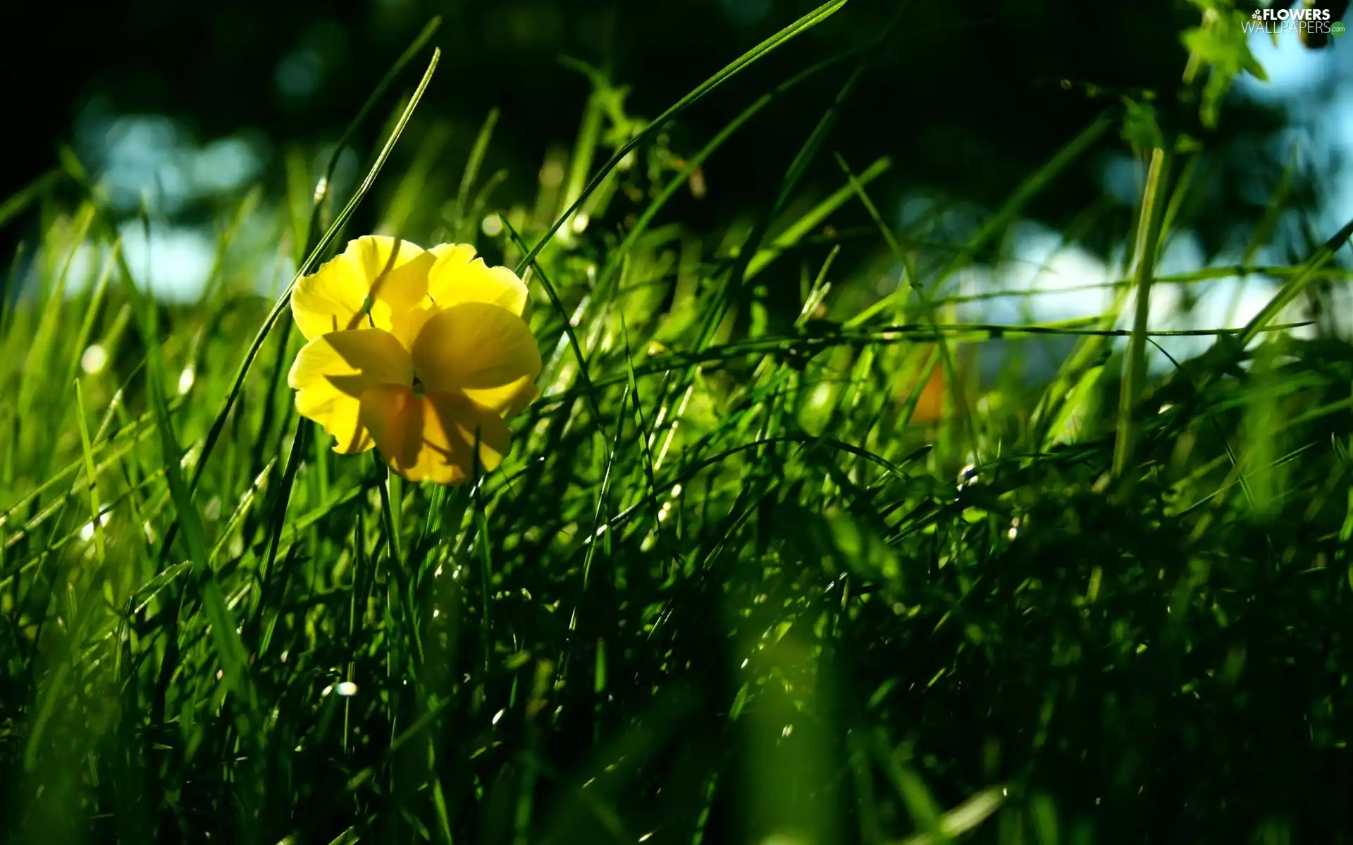 grass, Yellow, pansy