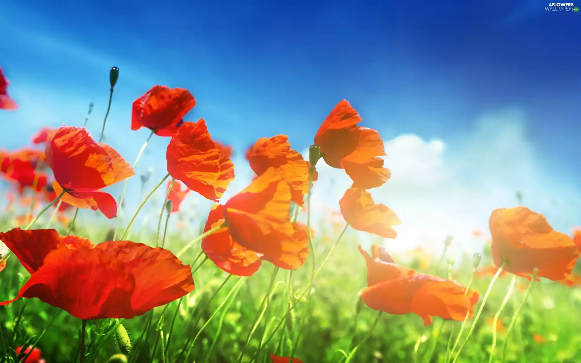 papavers, clouds, grass, Meadow