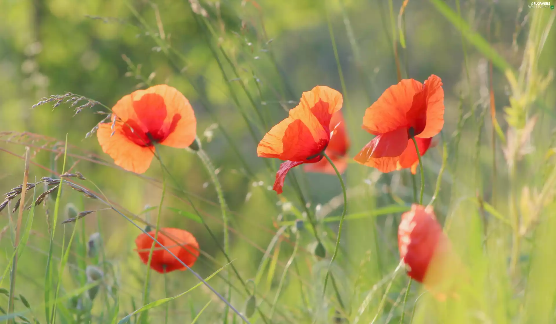 grass, flourishing, papavers