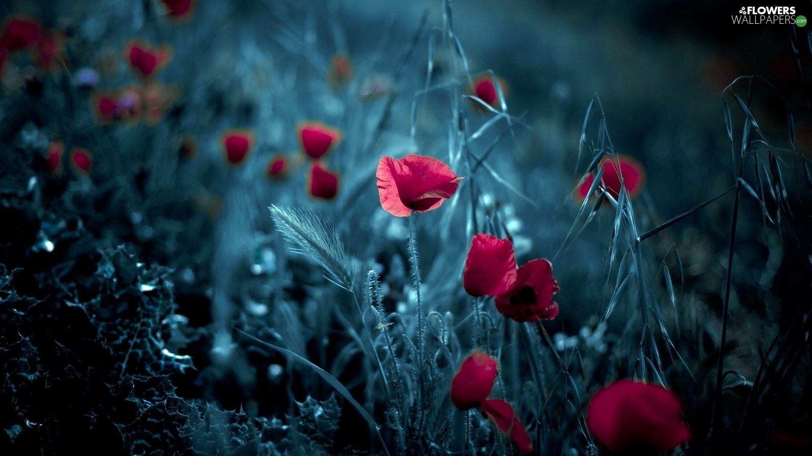 grass, graphics, papavers