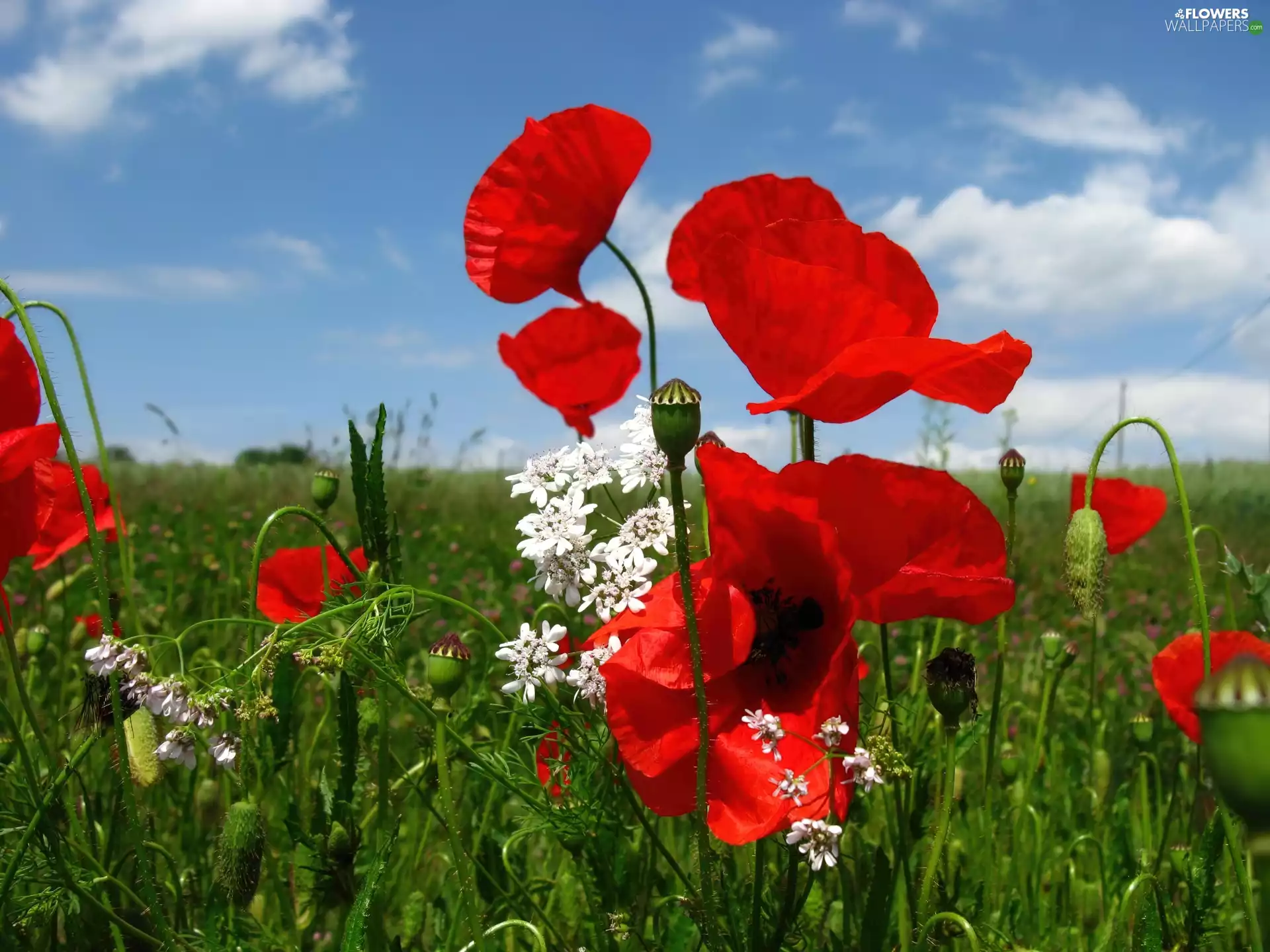 grass, Red, papavers