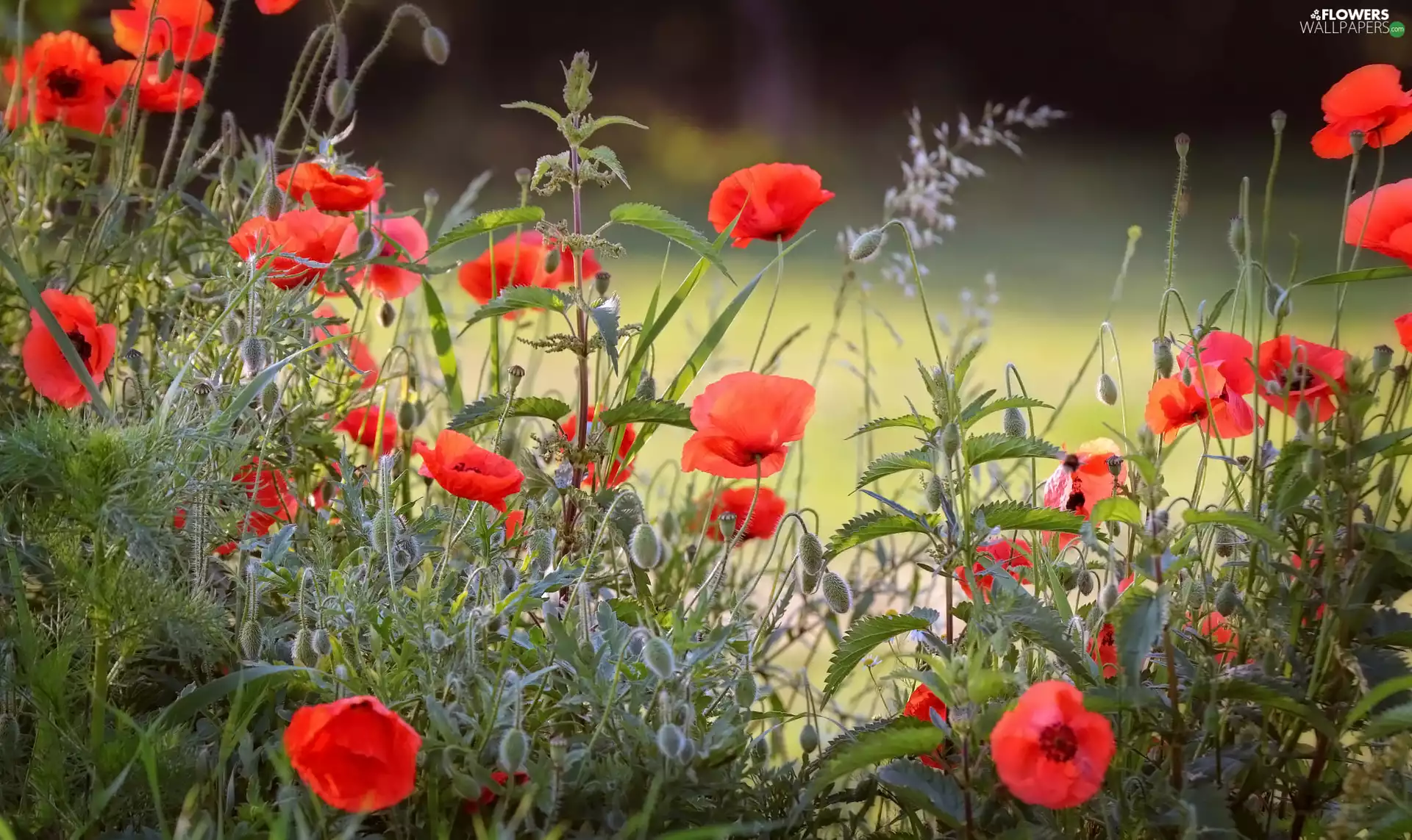 Plants, grass, papavers, nettle, Red