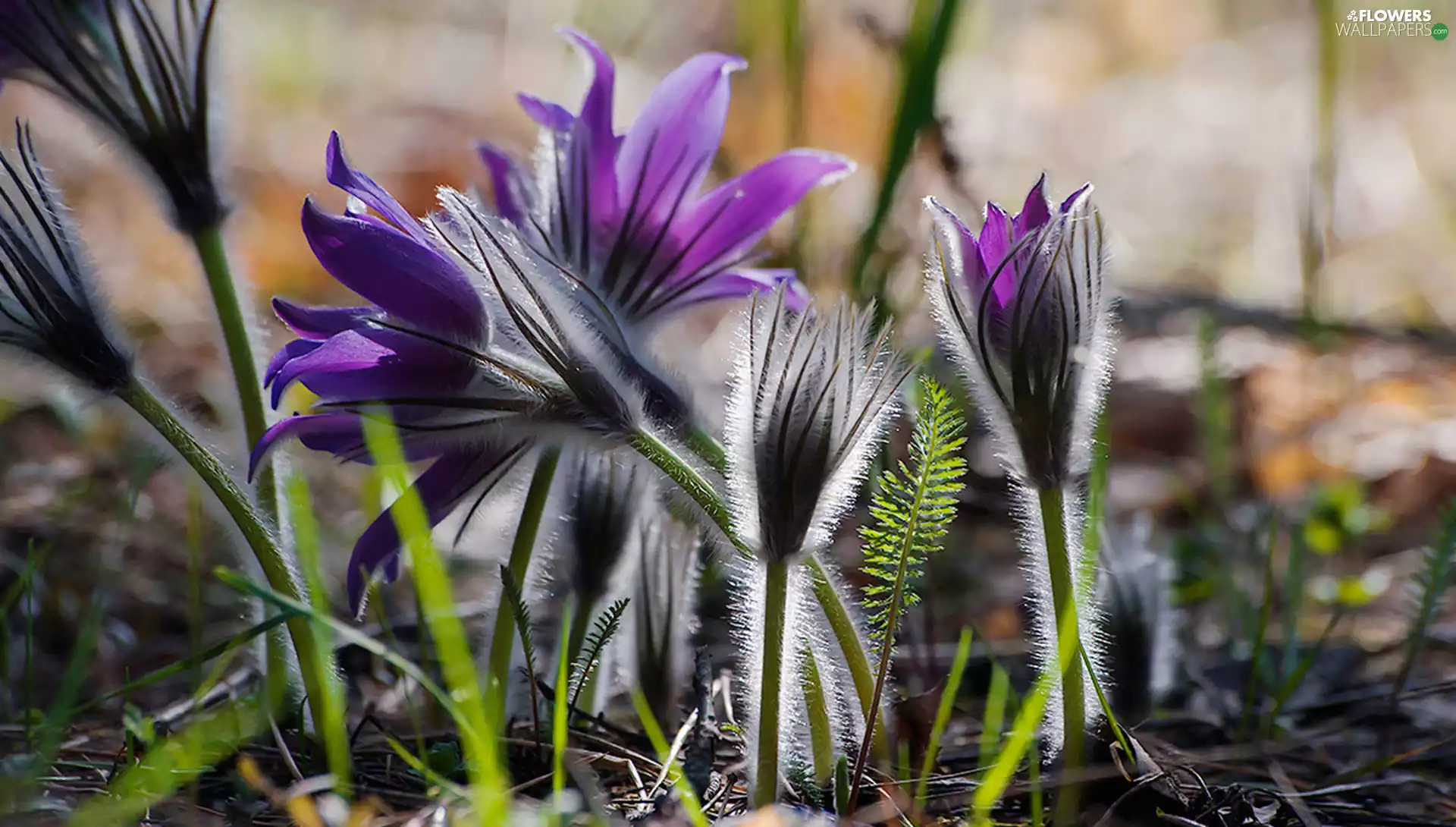 grass, Flowers, pasque