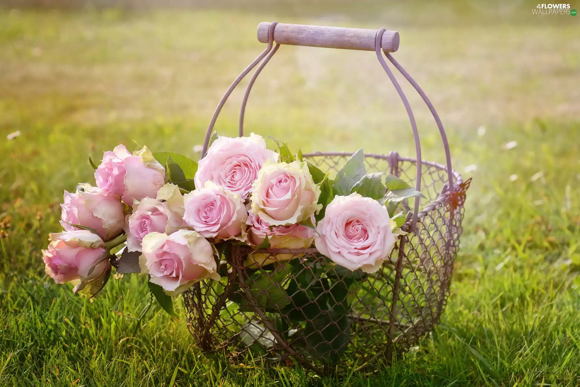 roses, Flowers, basket, grass, wire, Pink