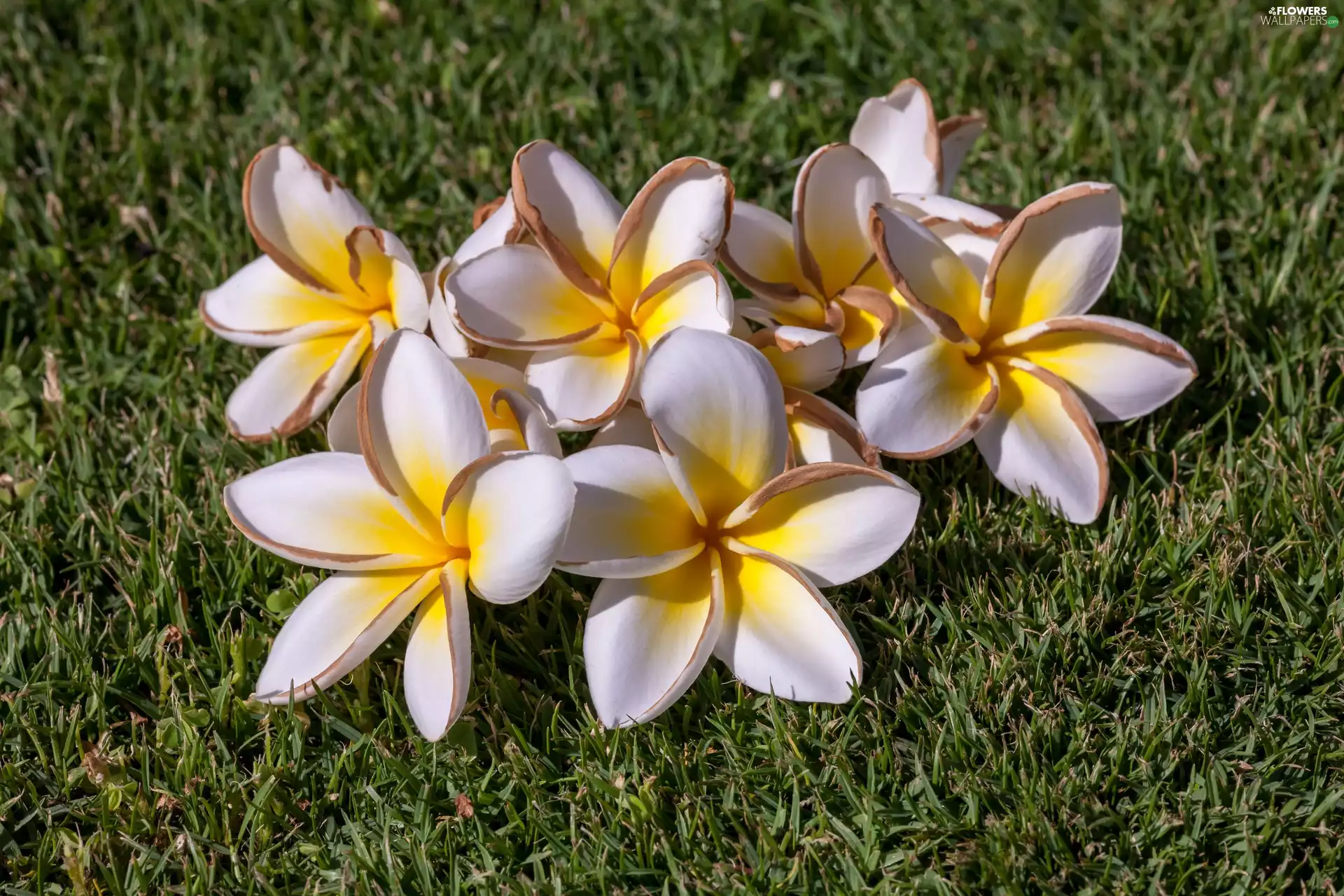grass, Flowers, Plumeria