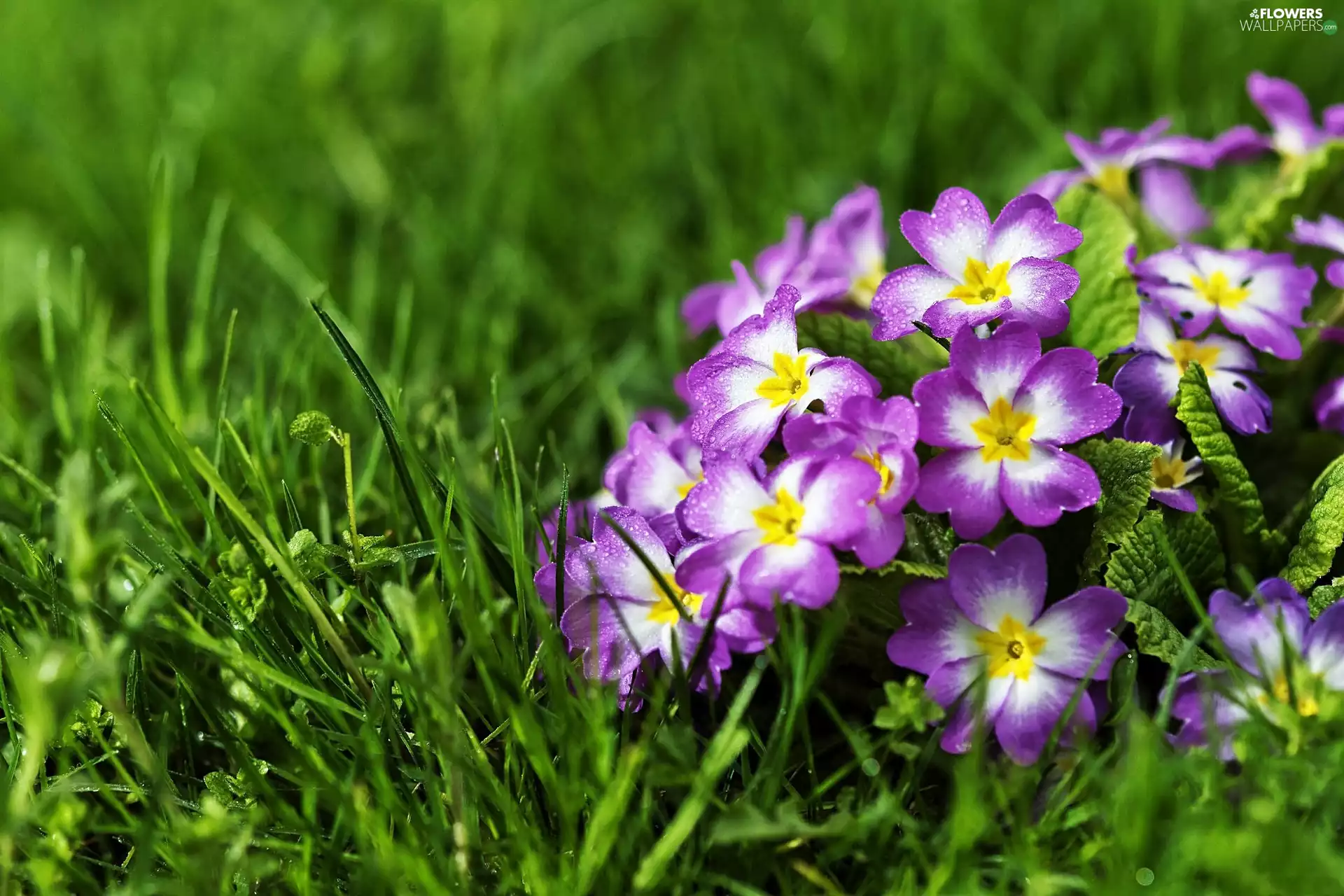 grass, Violet, primrose
