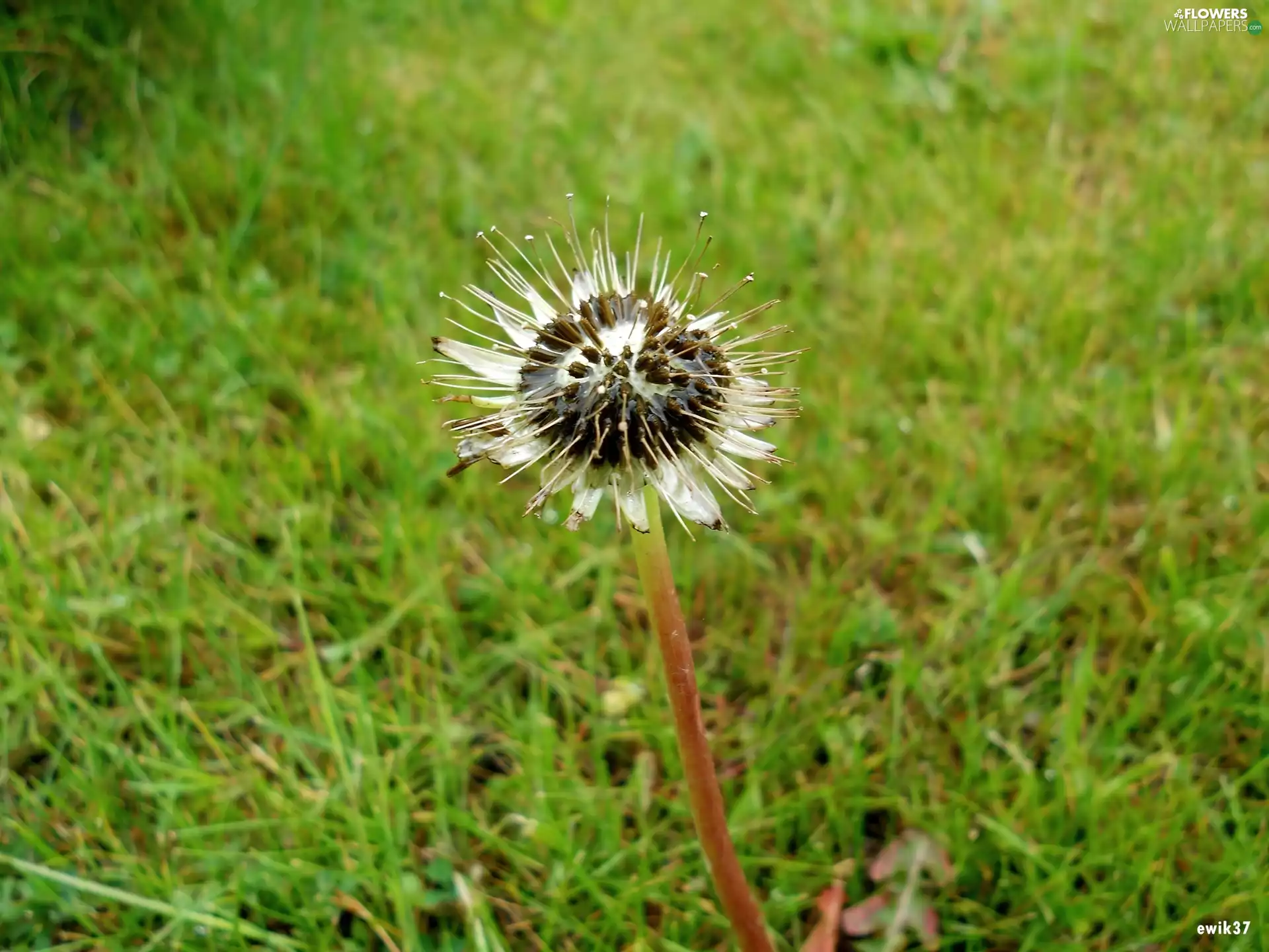 grass, wet, puffball